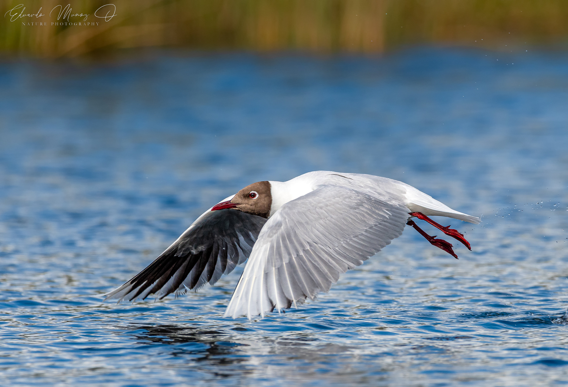 Gaviota cahuil - Chroicocephalus maculipennis 9