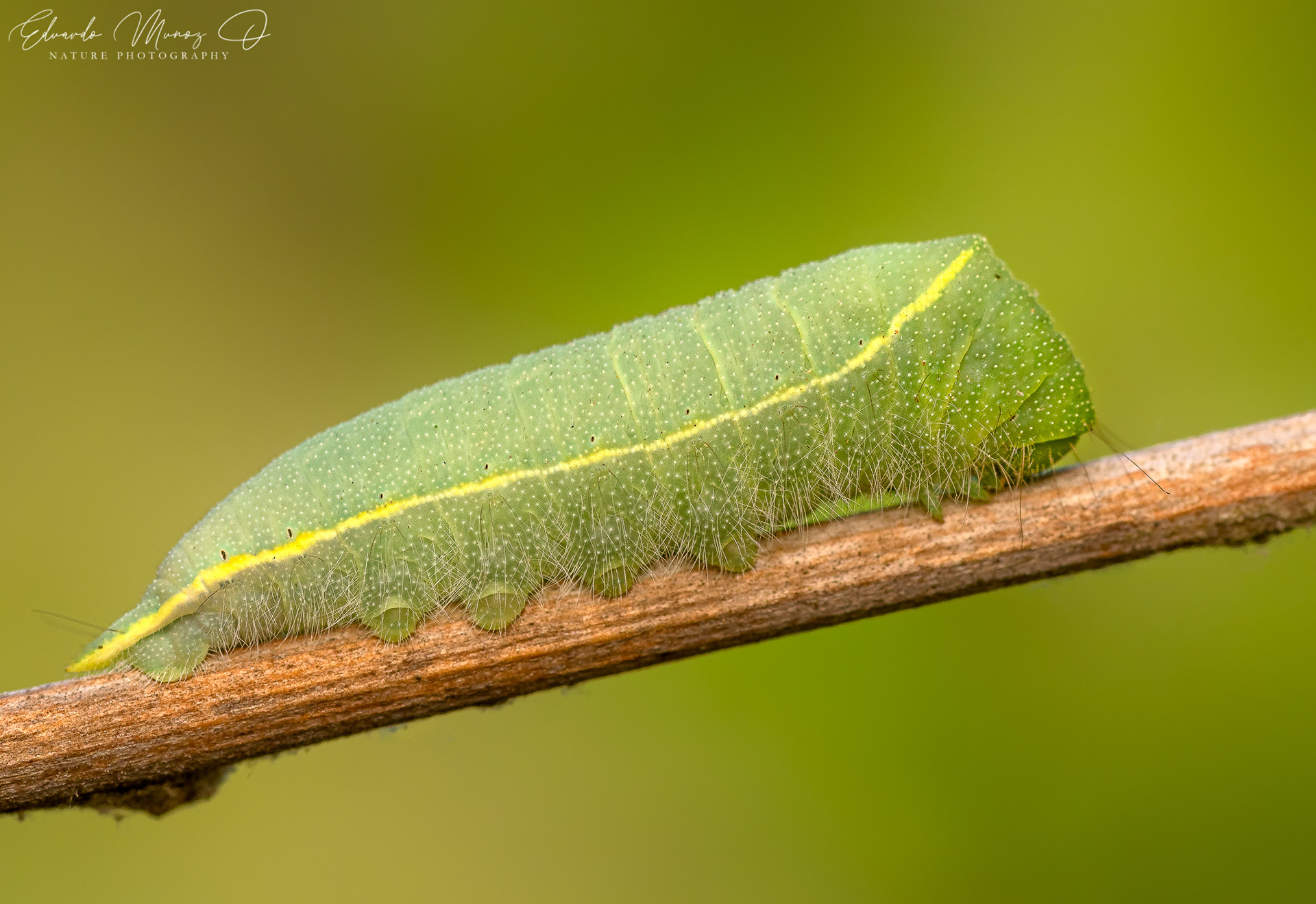 Oruga verde - Cercophana venusta 2