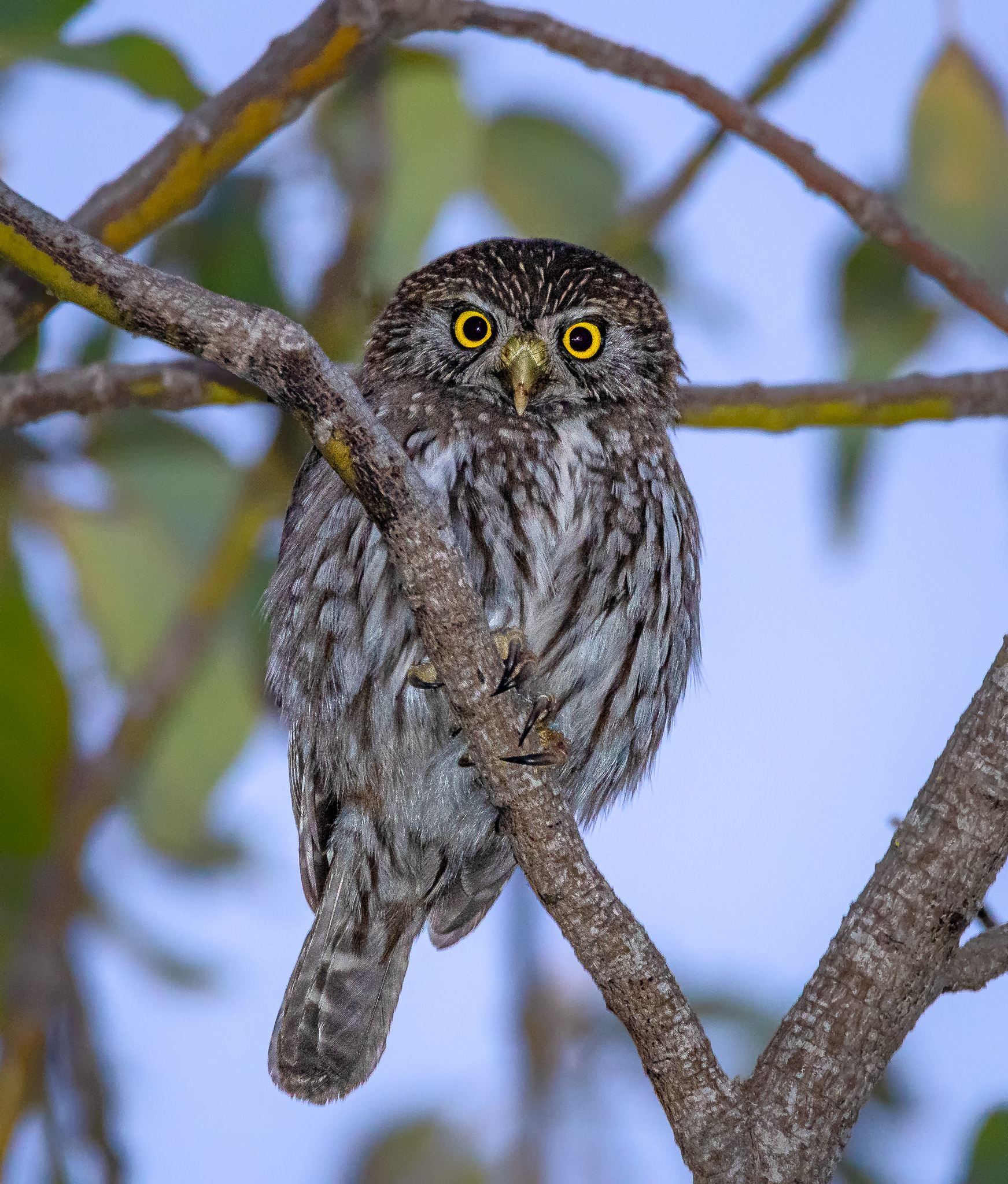 Chuncho - Glaucidium nana