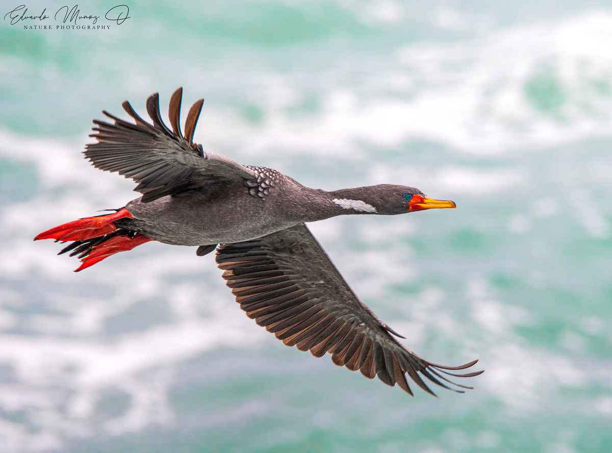 Cormoran lile - Phalacrocorax gaimardi 2