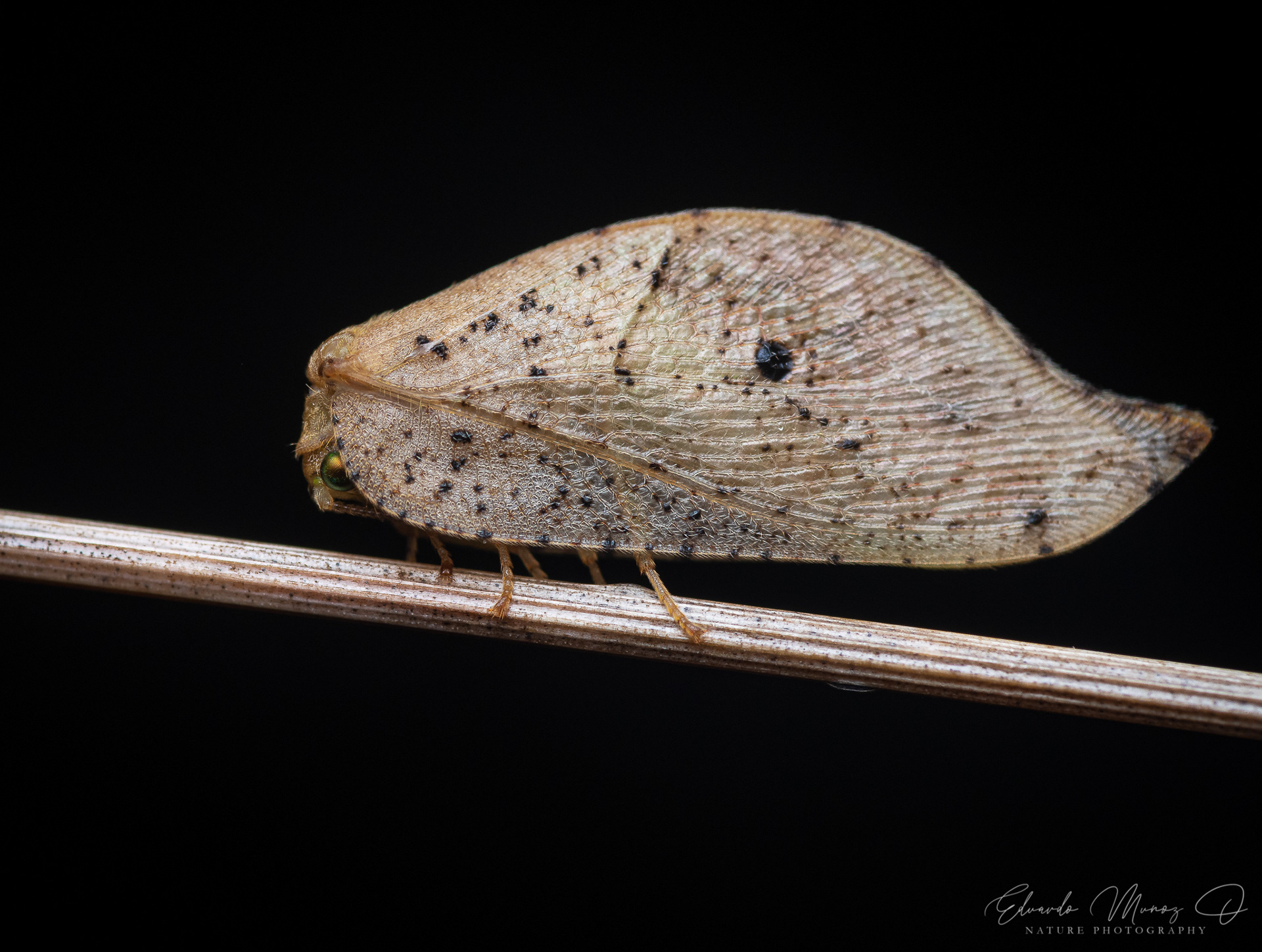 Bichito hoja - Gayomyia falcata