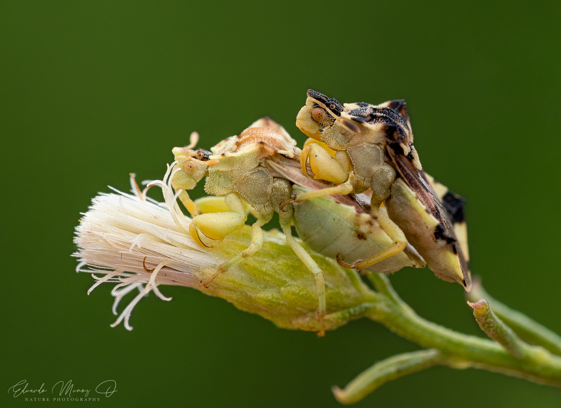 Chinche mantis - Phymata chilensis