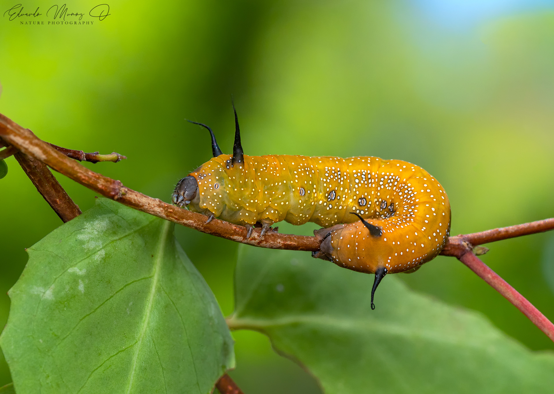 Oruga del corcolén - Edmondsia sypnoides 24