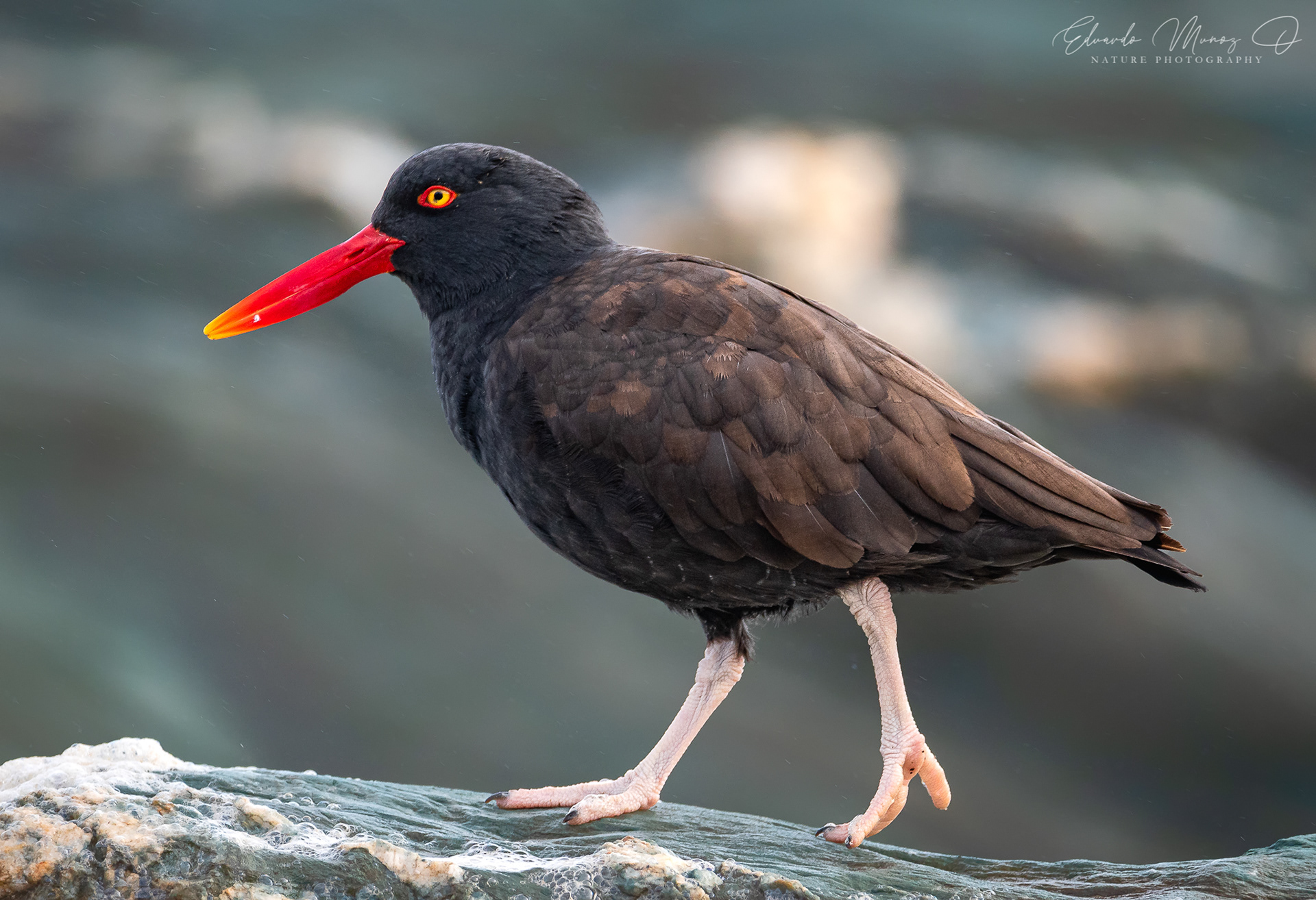 Pilpilen negro - Haematopus ater 1