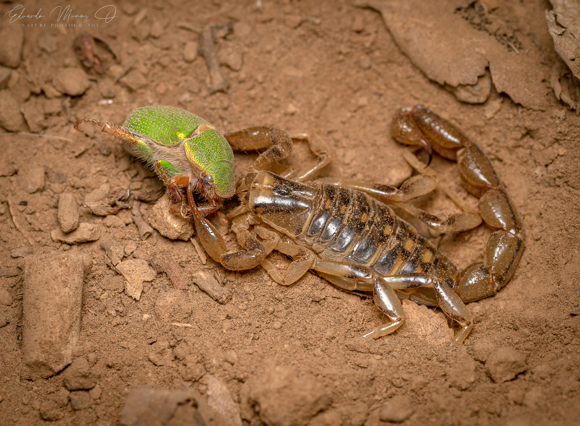 Ecorpion y San Juan - Brachistosternus sp. 2