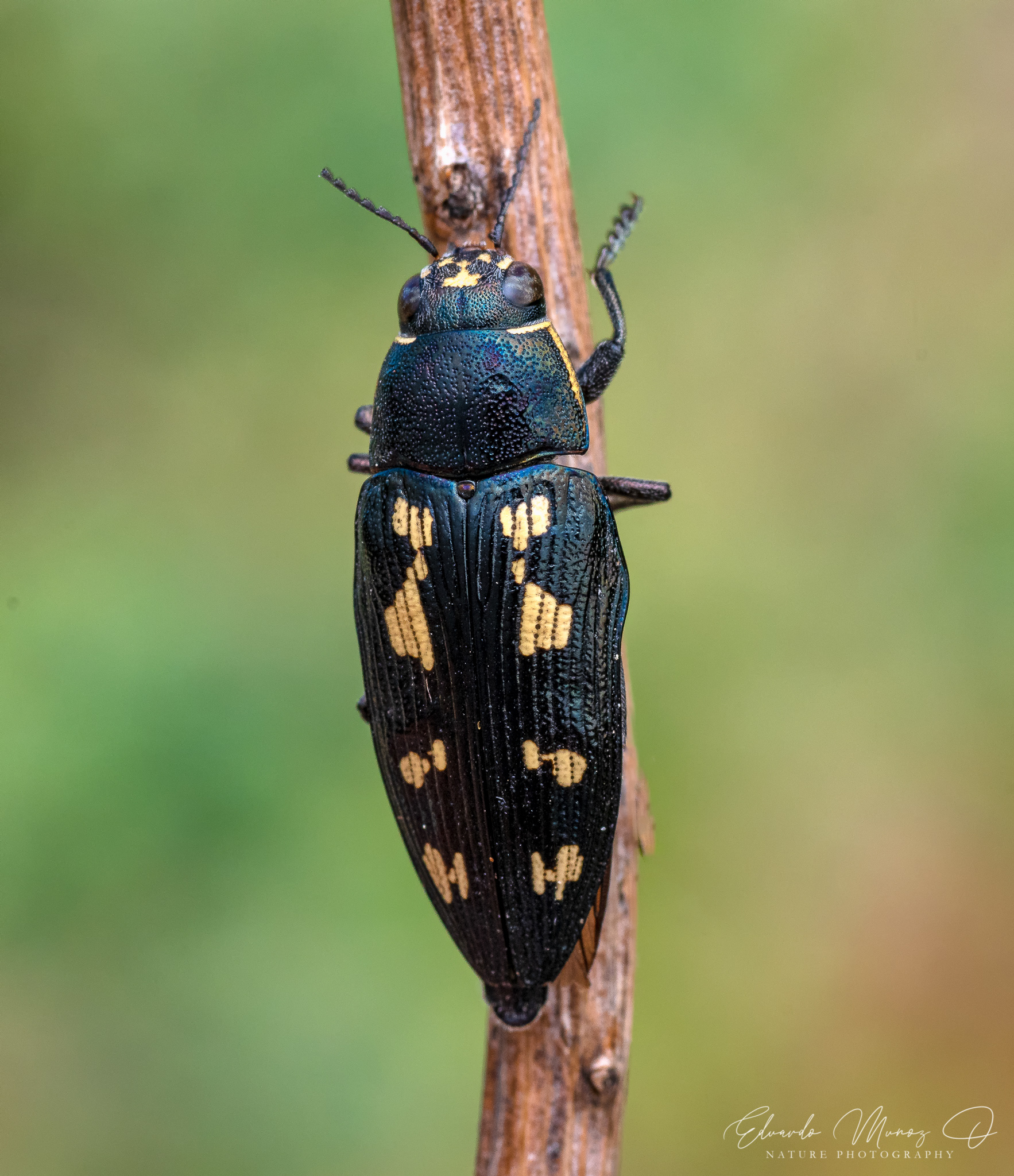 Buprestis novemmaculata 4