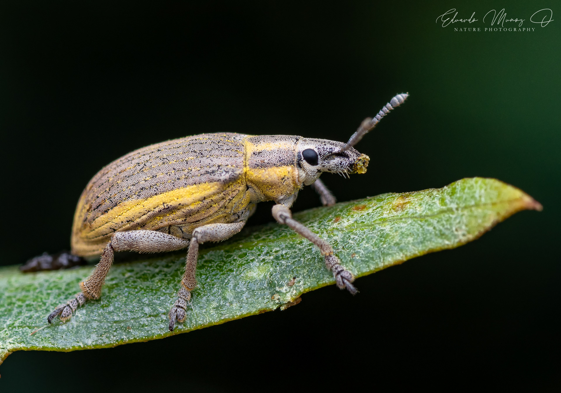 Burrito nativo - Platyaspistes marginalis
