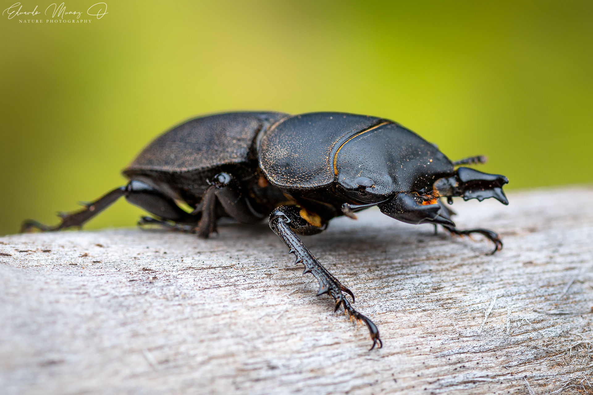 Borrachito - Apterodorcus bacchus 6