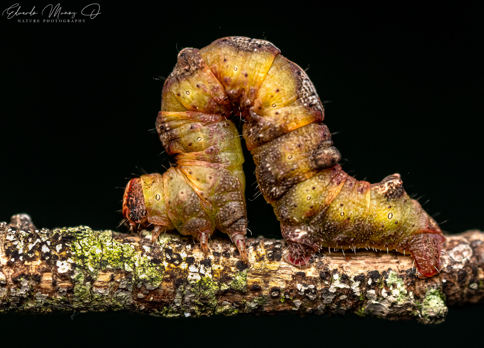 Oruga geometridae 1