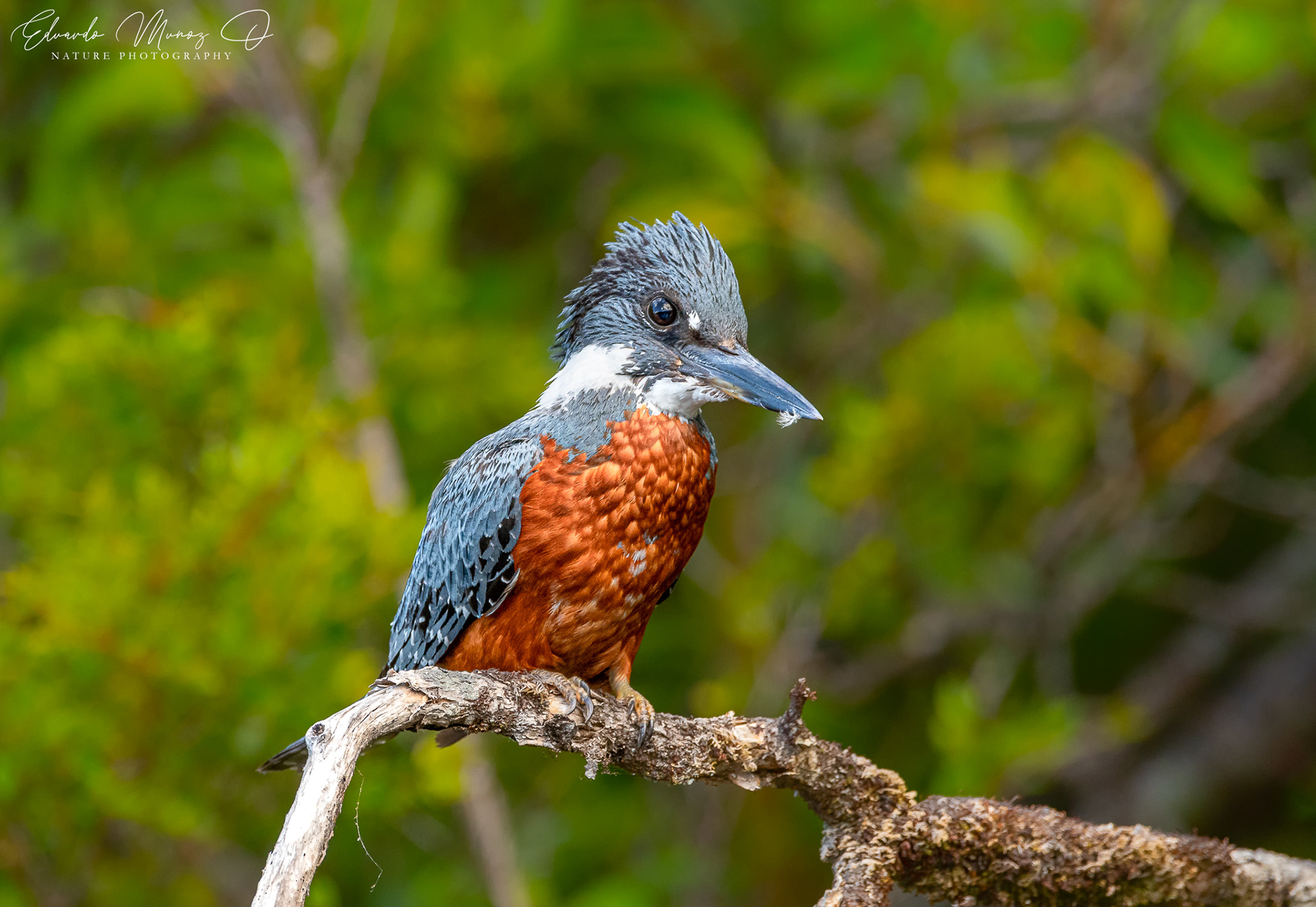 Martin pescador - Megaceryle torquata 11