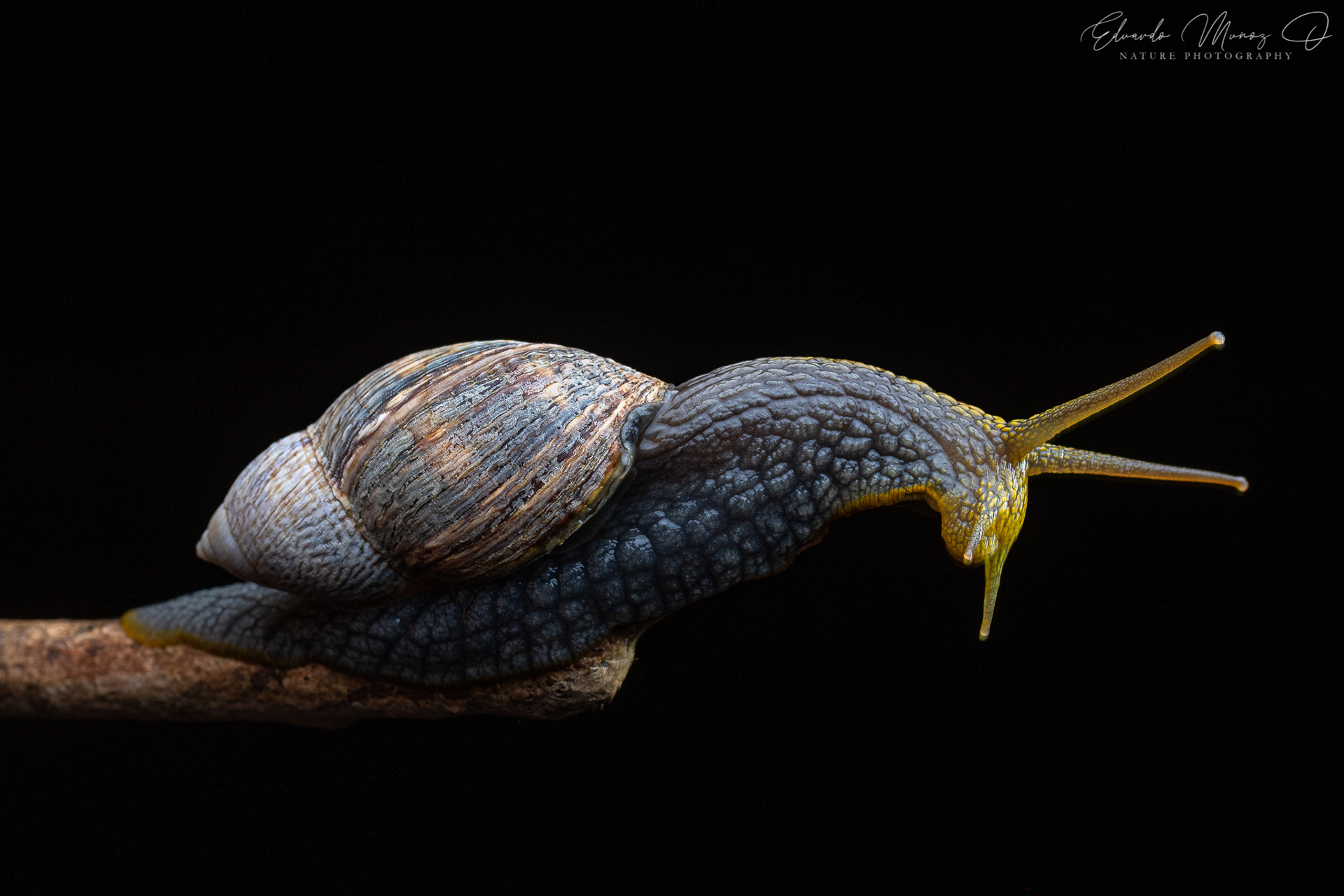 Caracol abuelo - Plectostylus peruvianus 4
