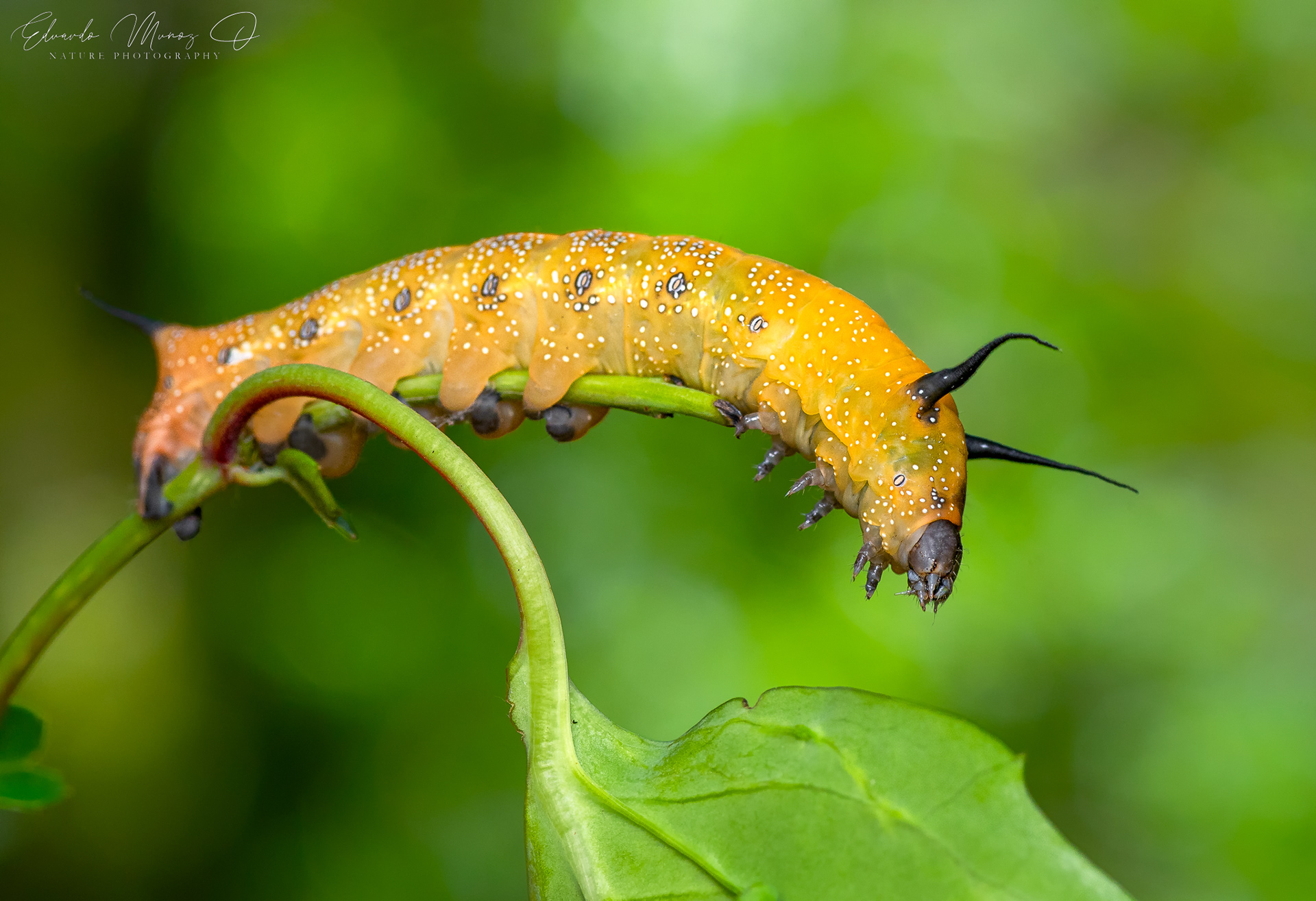 Oruga del corcolén - Edmondsia sypnoides 11