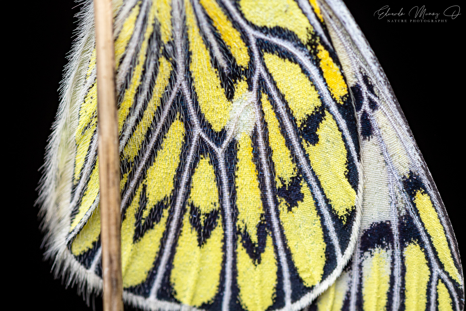 Mariposa blanca - Tatochila autodice ssp. blanchardii 4