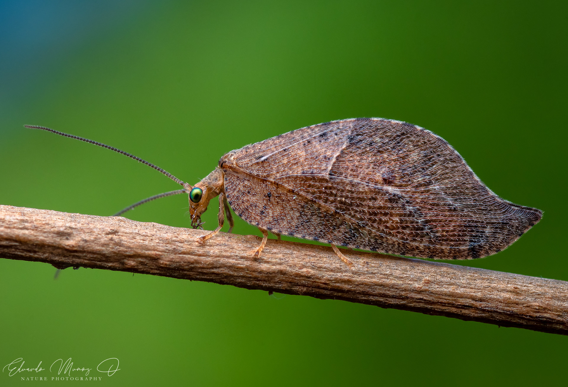 Bichito hoja - Gayomyia falcata