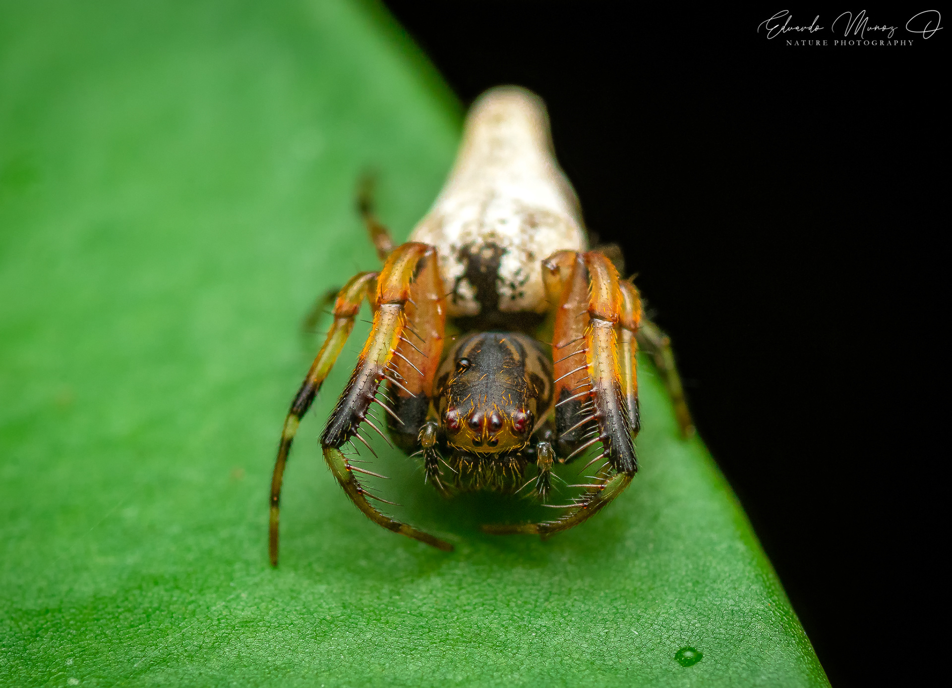 Araña nativa - Oarces reticulatus 4