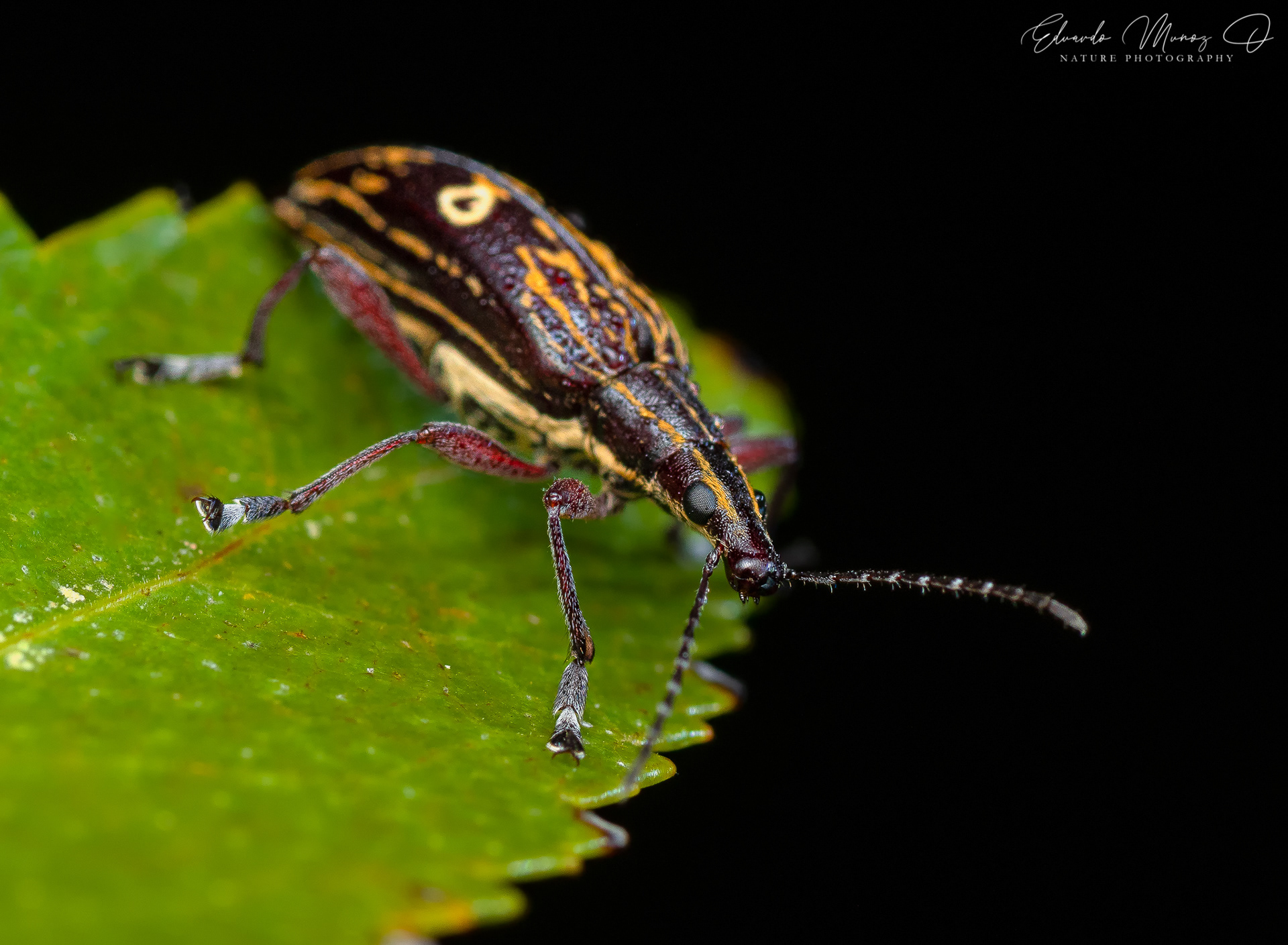 Burrito del sur - Dicordylus argus 3
