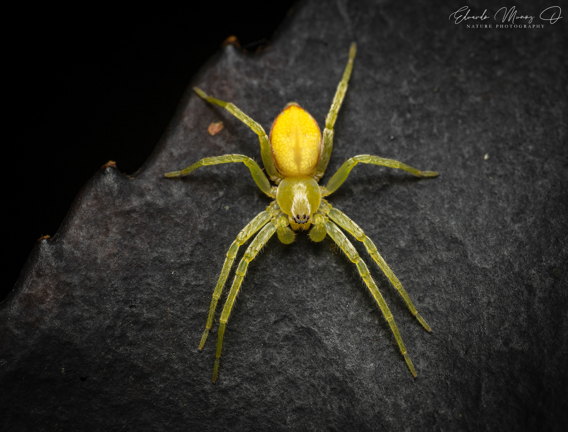 Araña fantasma amarilla 4
