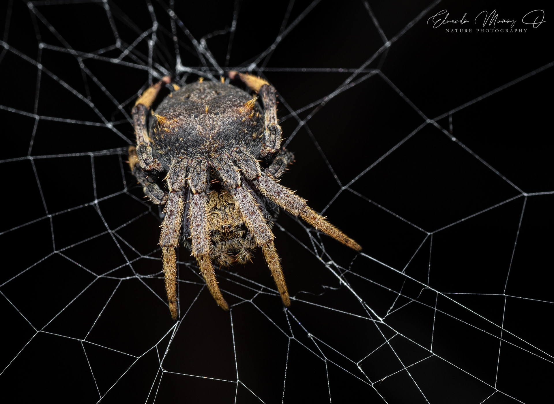 Araña del boldo - Molynaranea climene 2