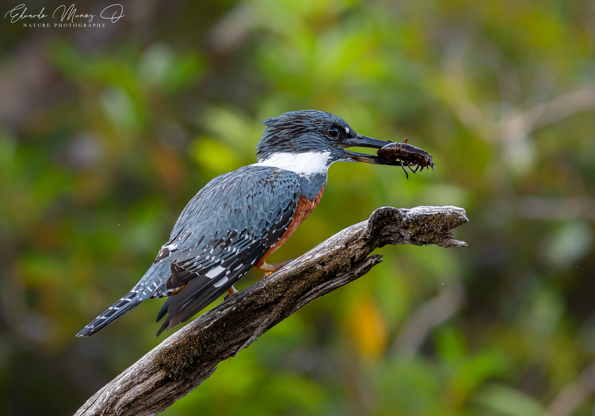 Martin pescador - Megaceryle torquata 17