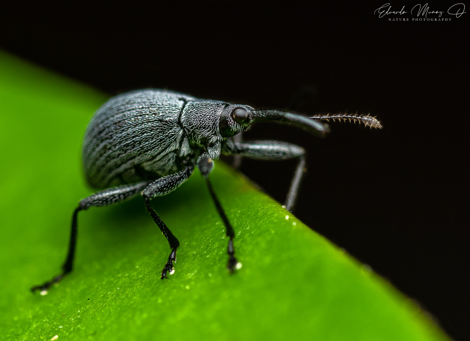 Burrito de trompa larga - Noterapion sp. 1