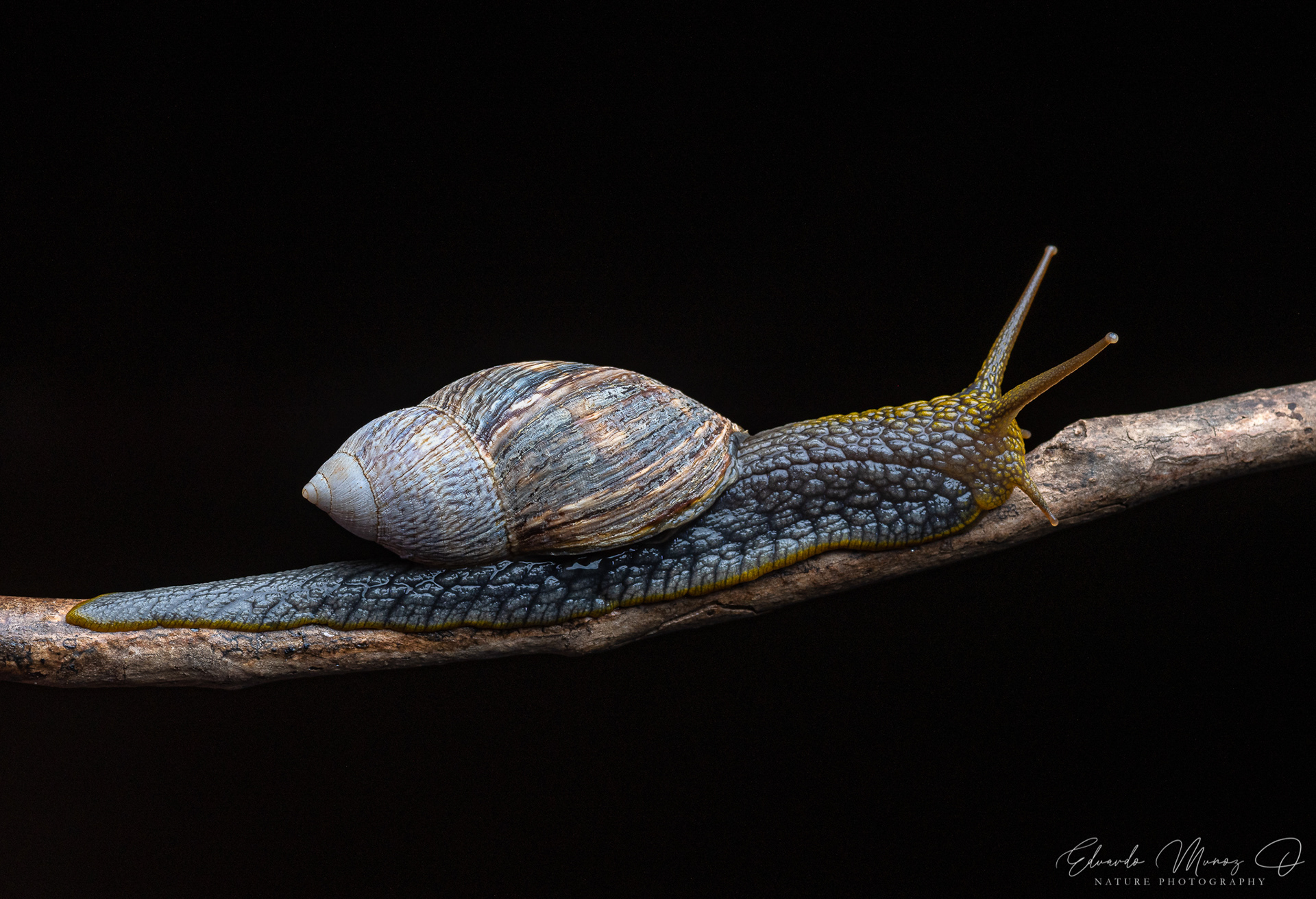 Caracol abuelo - Plectostylus peruvianus 3
