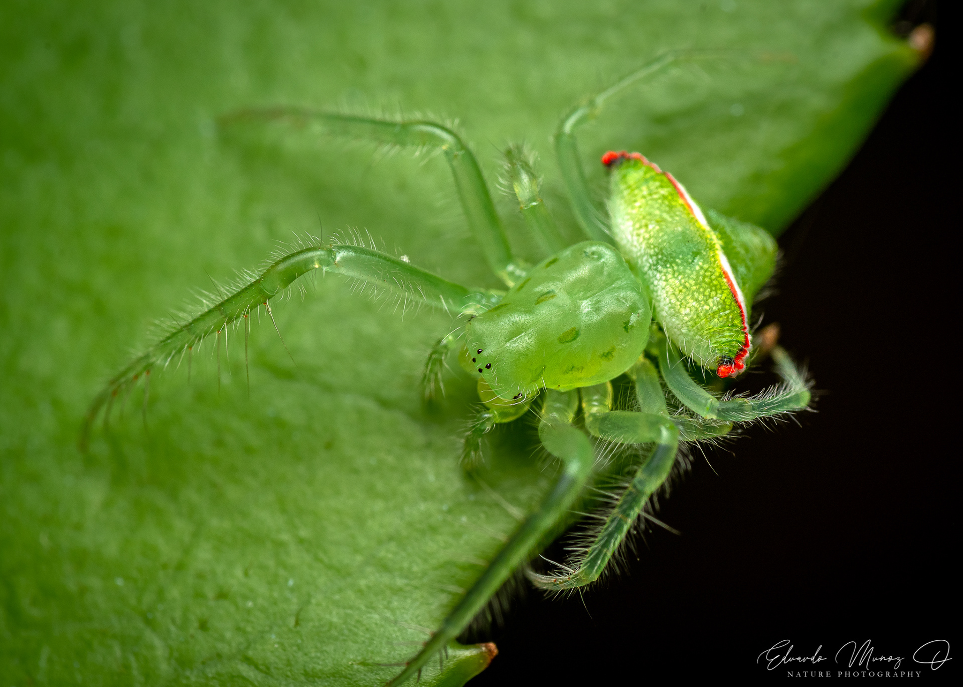 Araña Duende - Gnolus spiculator 2