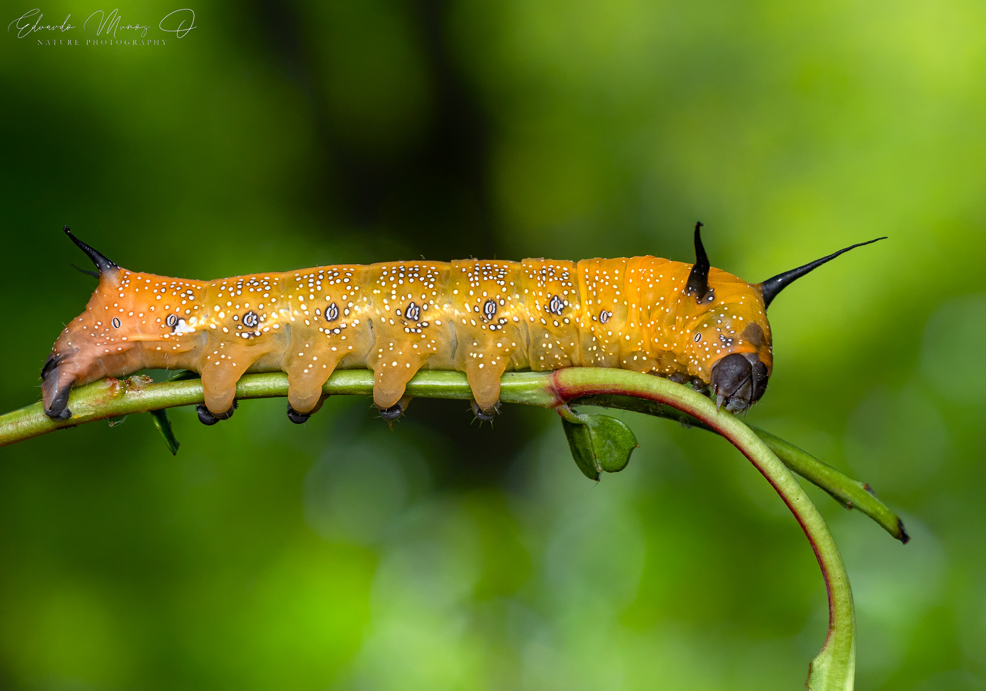 Oruga del corcolén - Edmondsia sypnoides 7