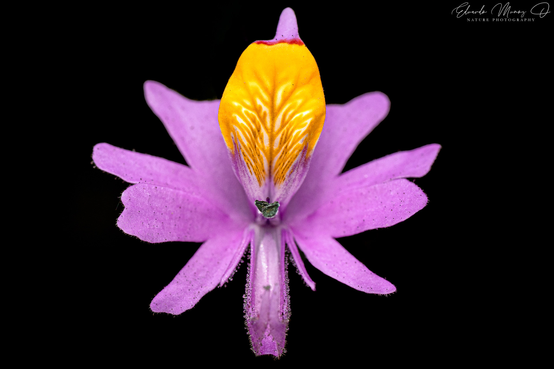 Mariposita Cordillerana - Schizanthus hookeri