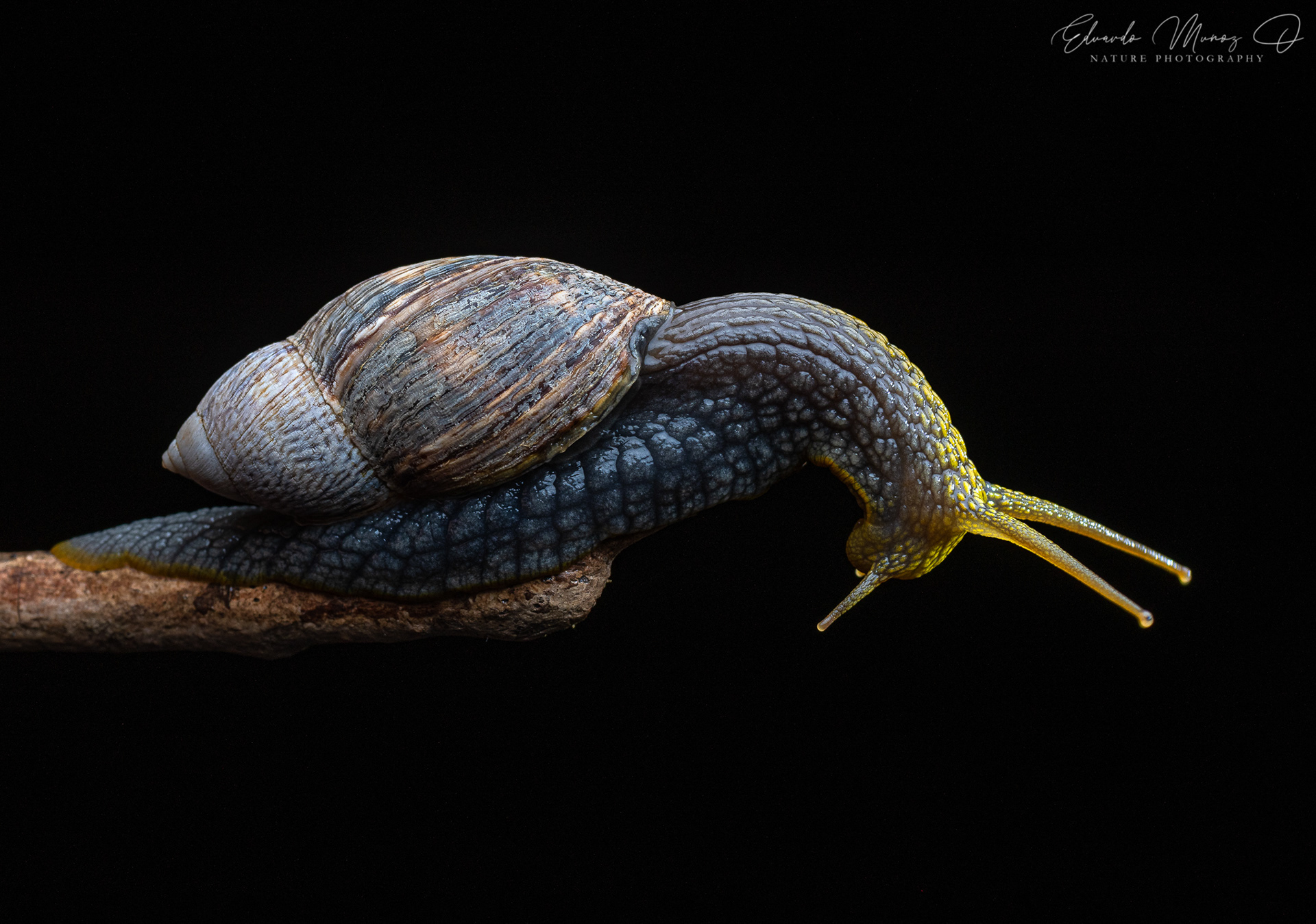 Caracol abuelo - Plectostylus peruvianus 8