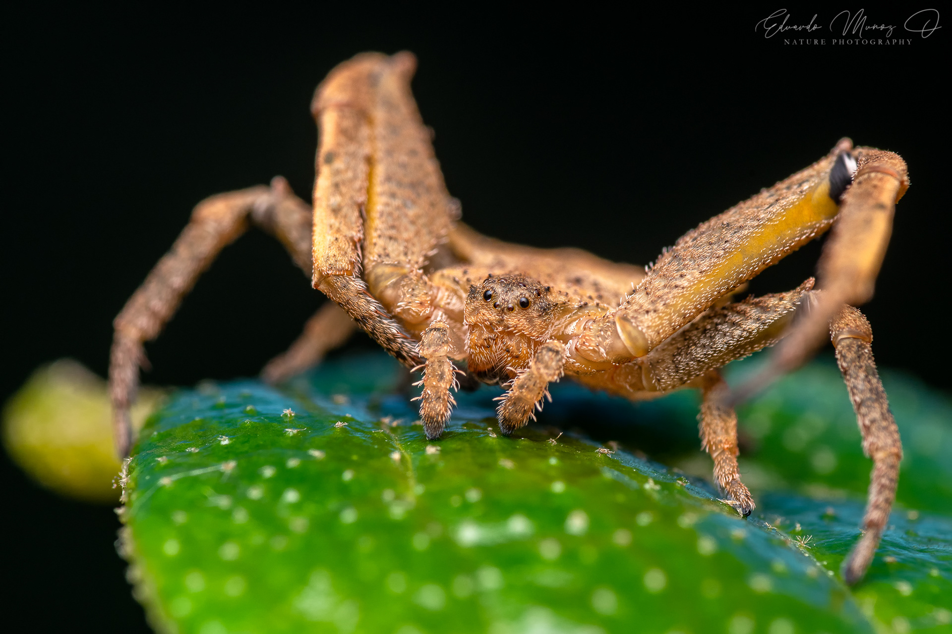 Araña endémica - Coenypha edwardsi