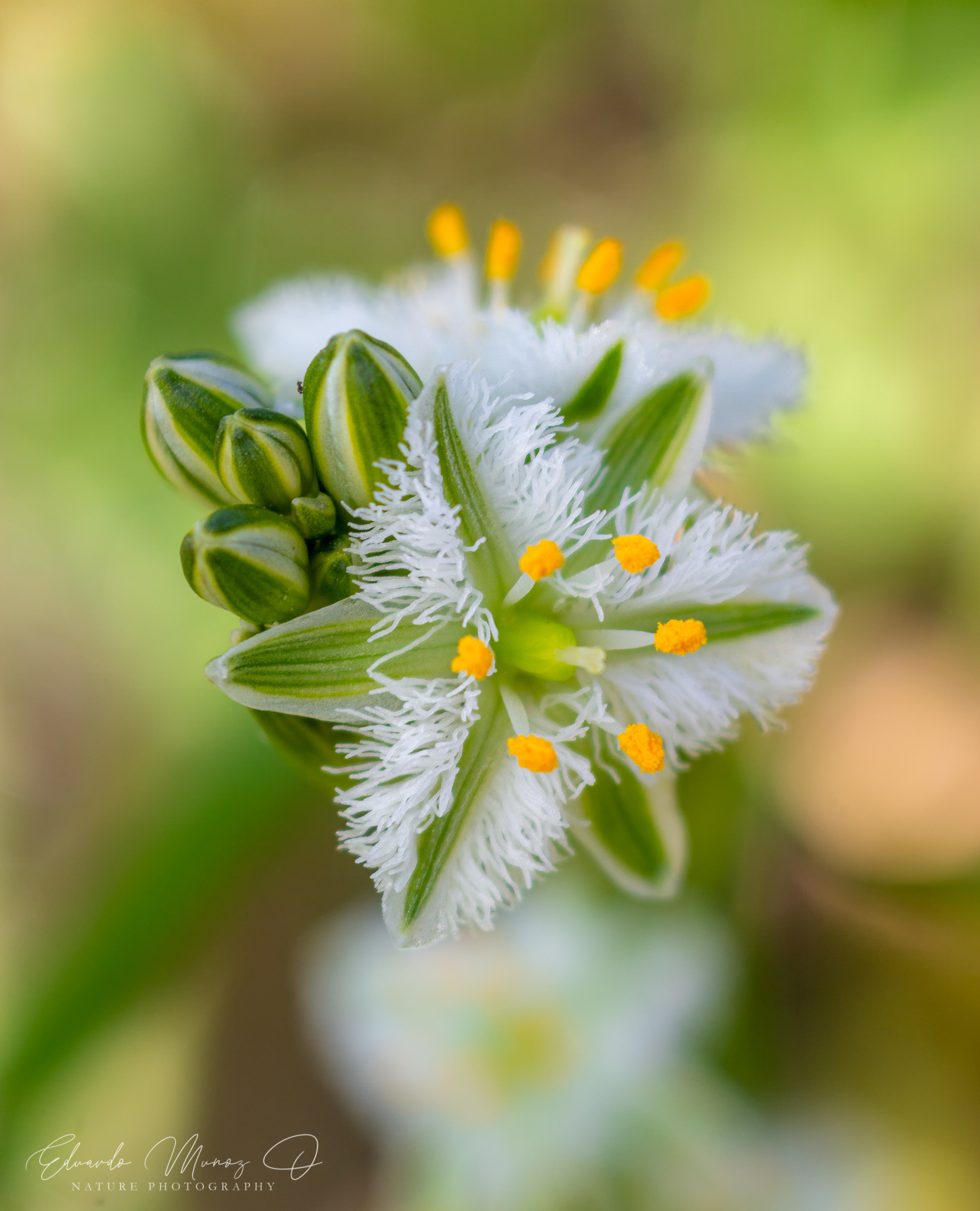 Flor de la plumilla