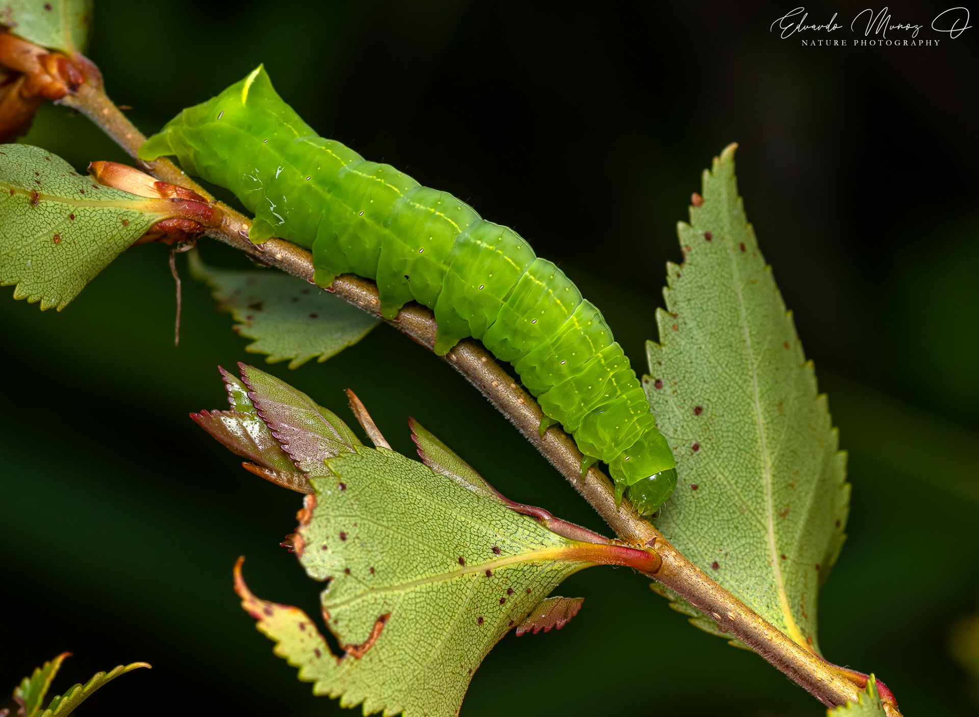 Oruga de mariposa nocturna - Cercophana frauenfeldi 2