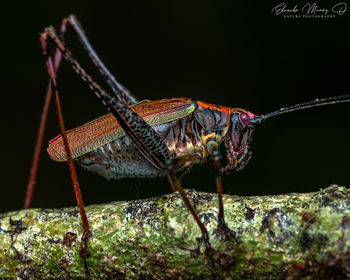 Stenophyllia modesta