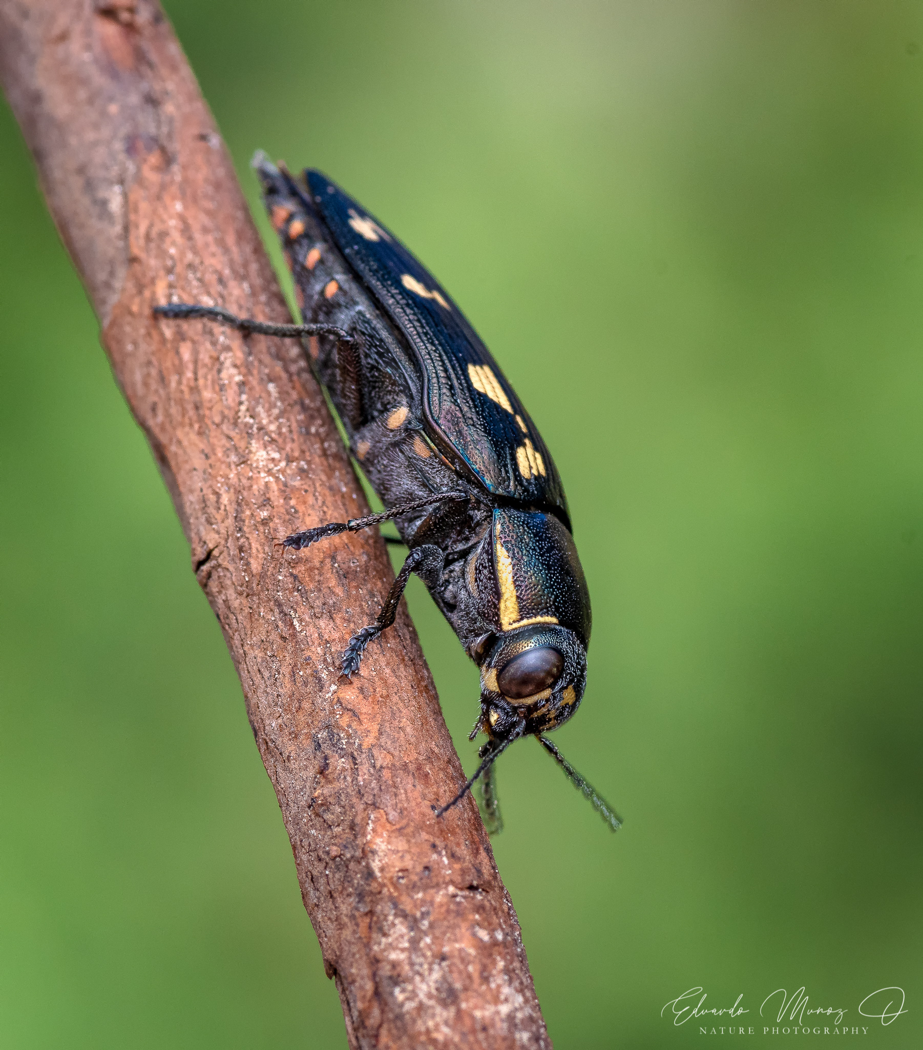 Buprestis novemmaculata 2