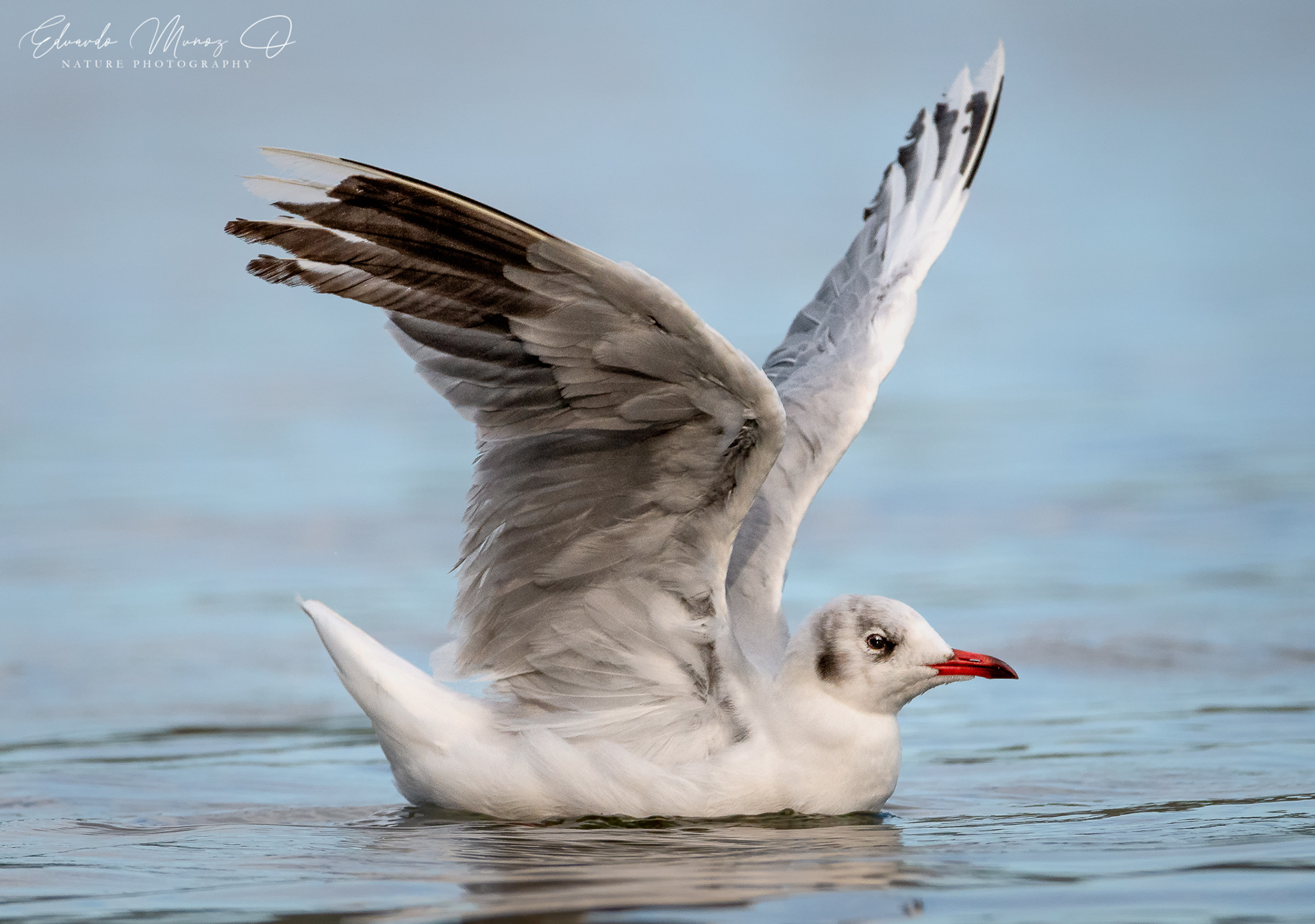 Gaviota cahuil - Chroicocephalus maculipennis 1
