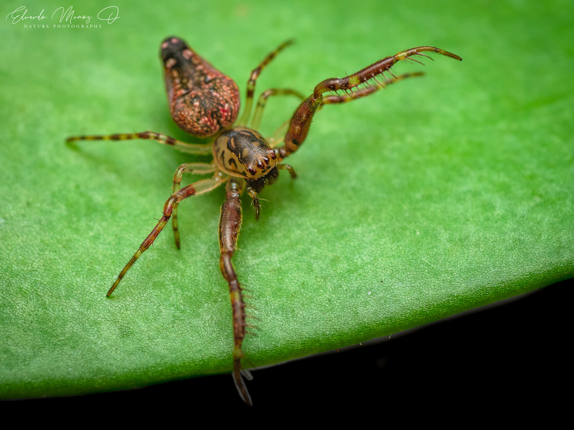Araña nativa - Oarces reticulatus 1
