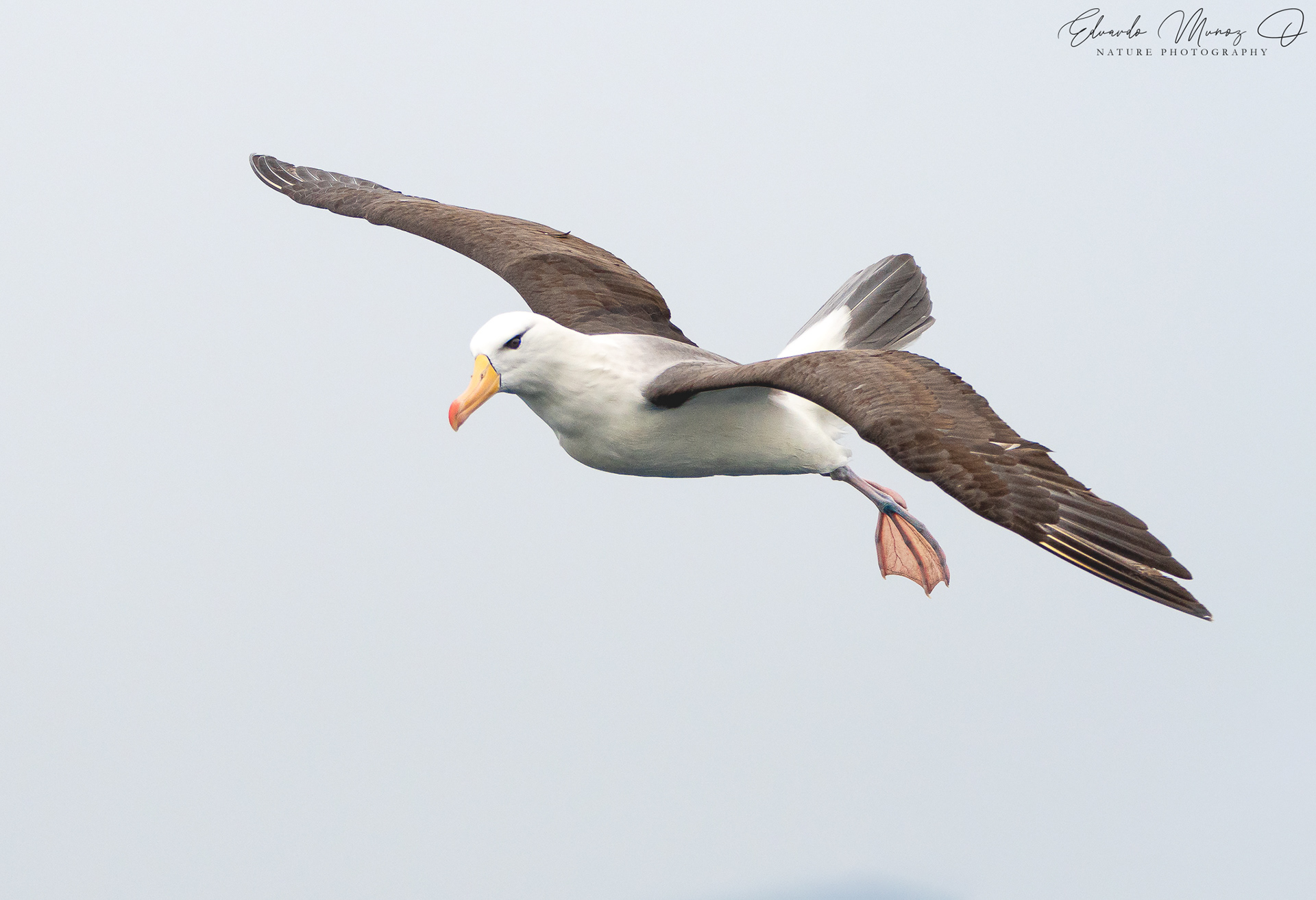 Albatros de ceja negra - Thalassarche melanophrys 3