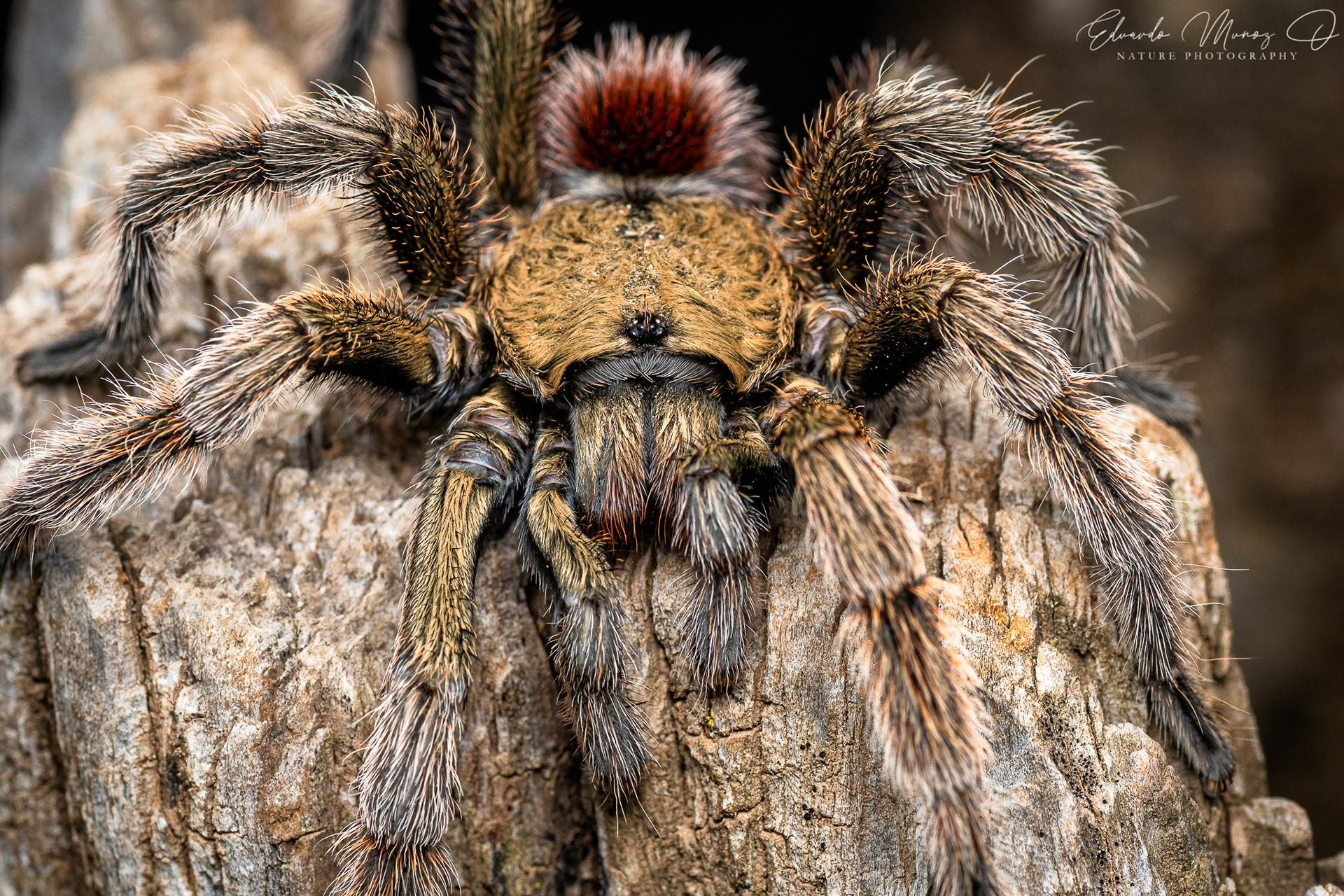 Araña pollito - Euathlus manicata 2
