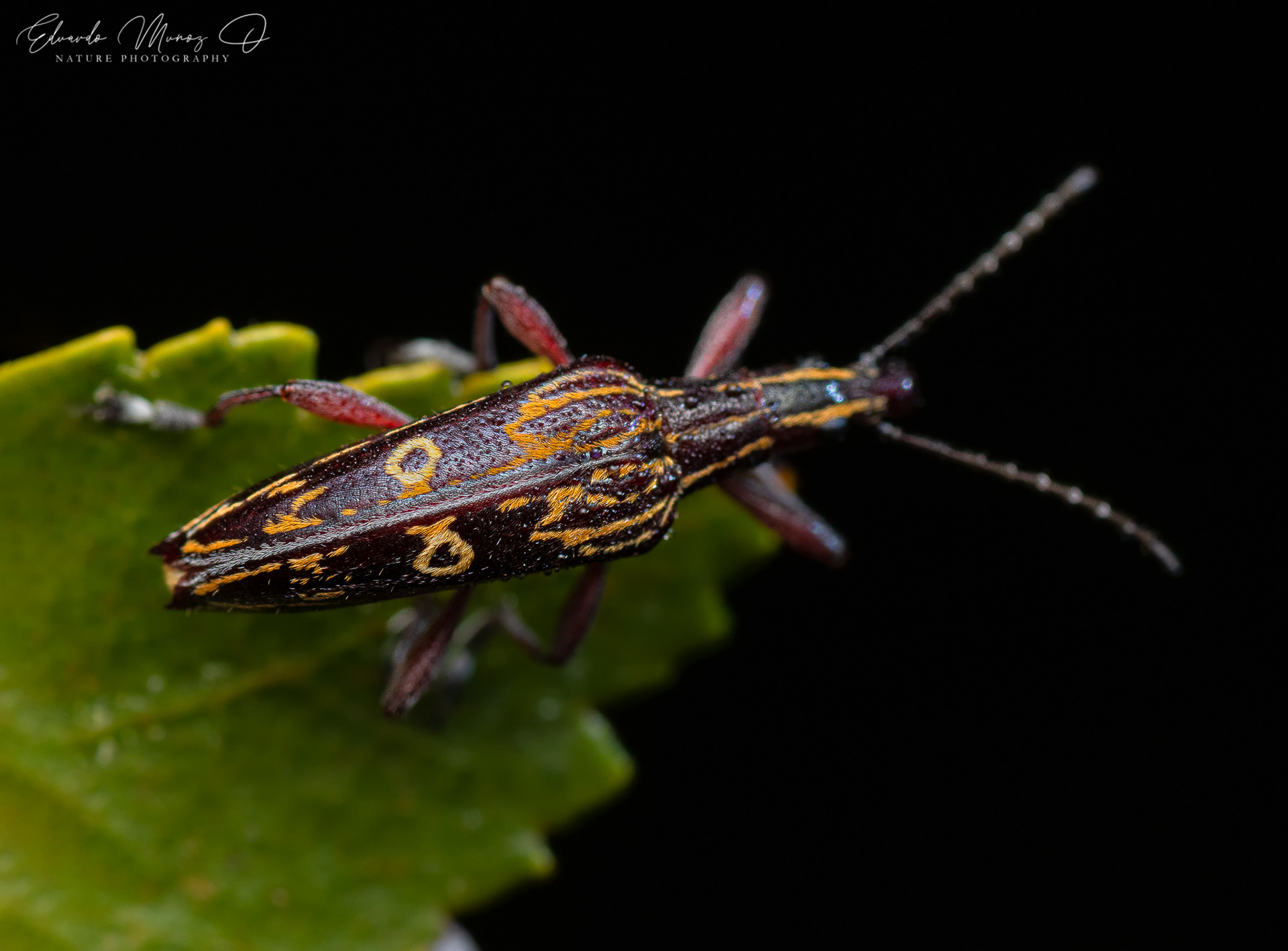 Burrito del sur - Dicordylus argus 2