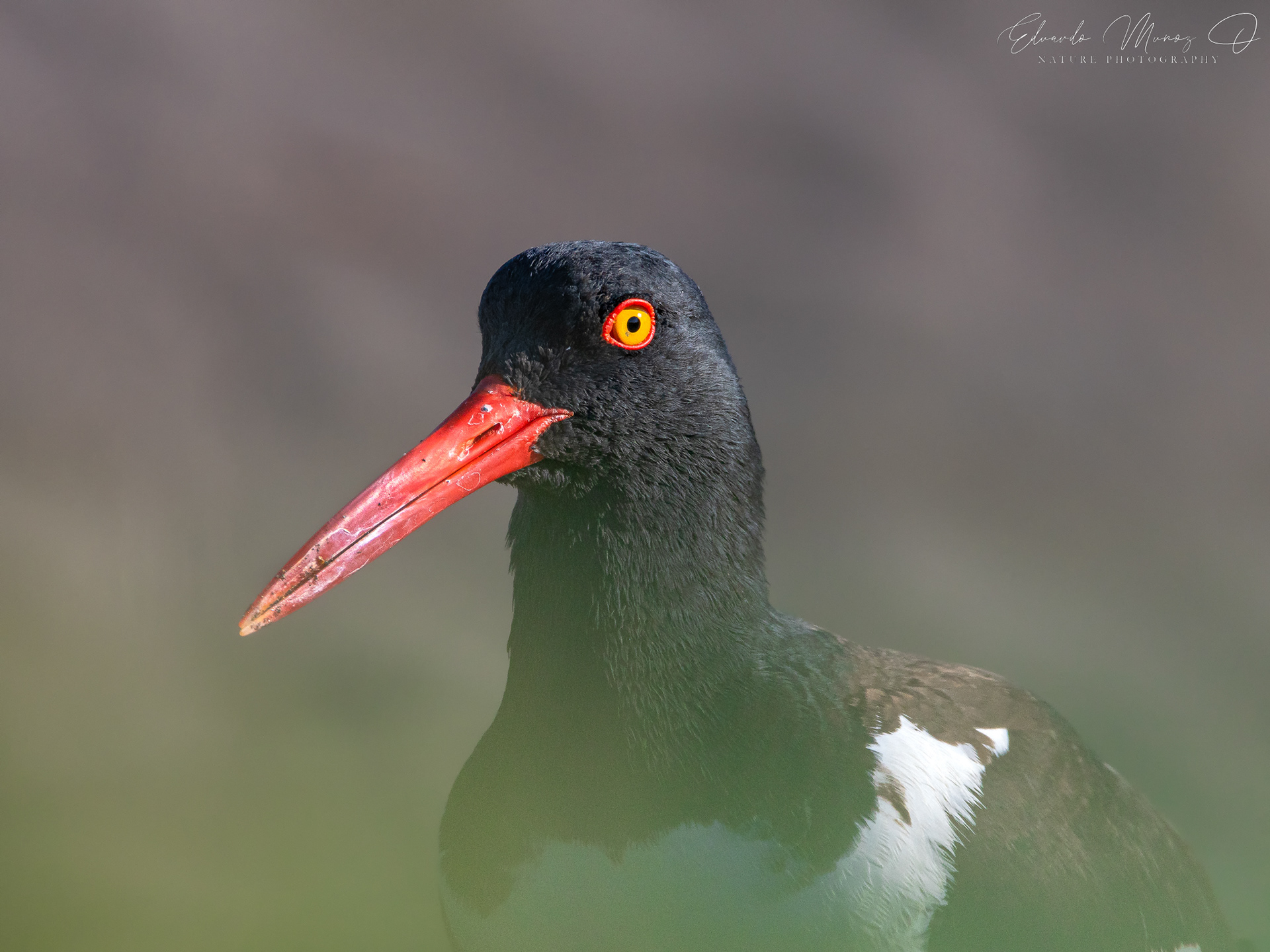 Pilpilén - Haematopus palliatus 5