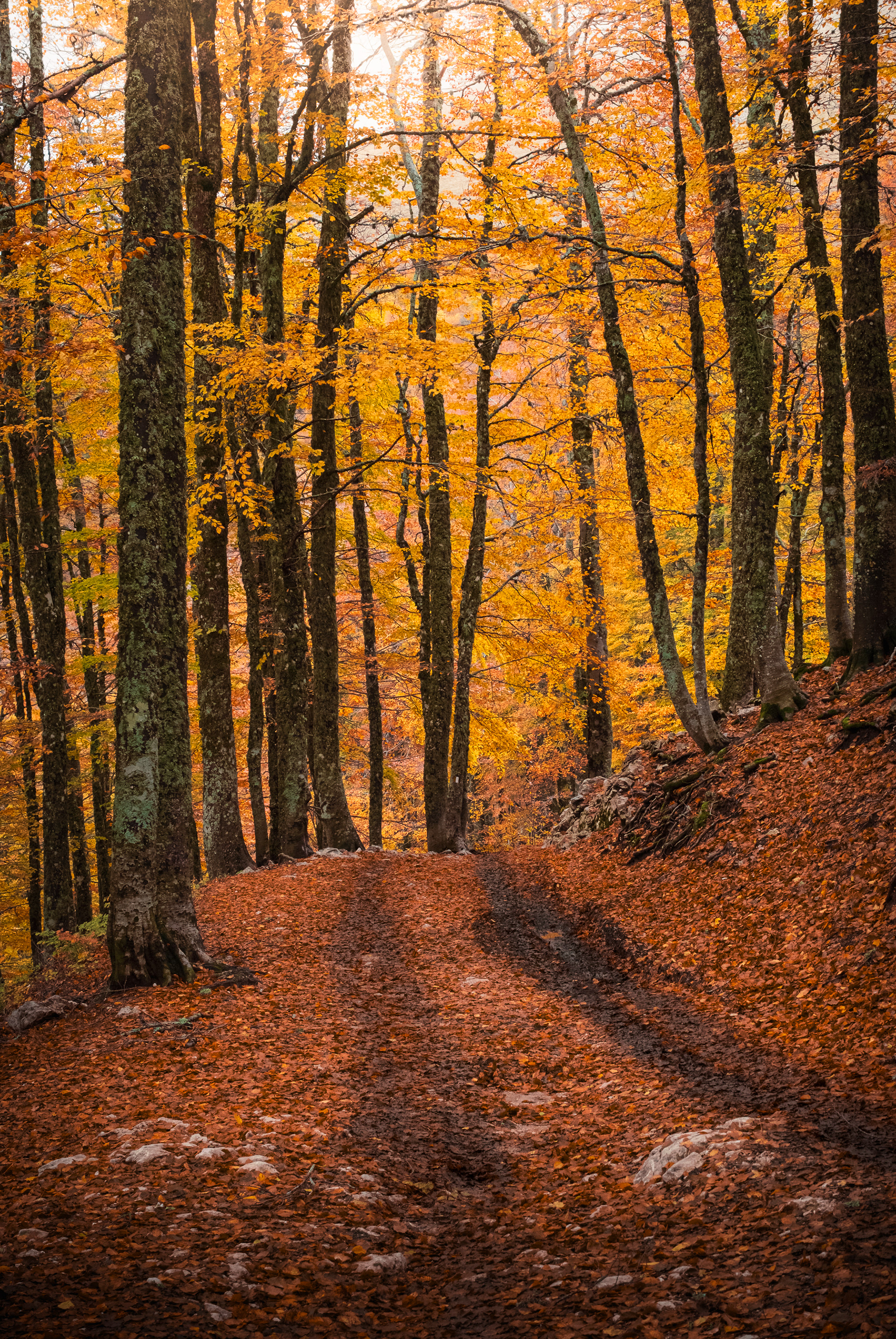 Faggeta del Monte Terminillo in Autunno illuminata dai raggi del sole