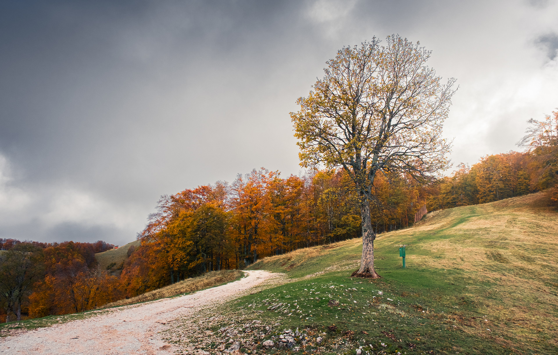 Albero solitario che affianca il sentiero che si addentra nella faggeta del Monte Terminillo, con cielo nuvoloso