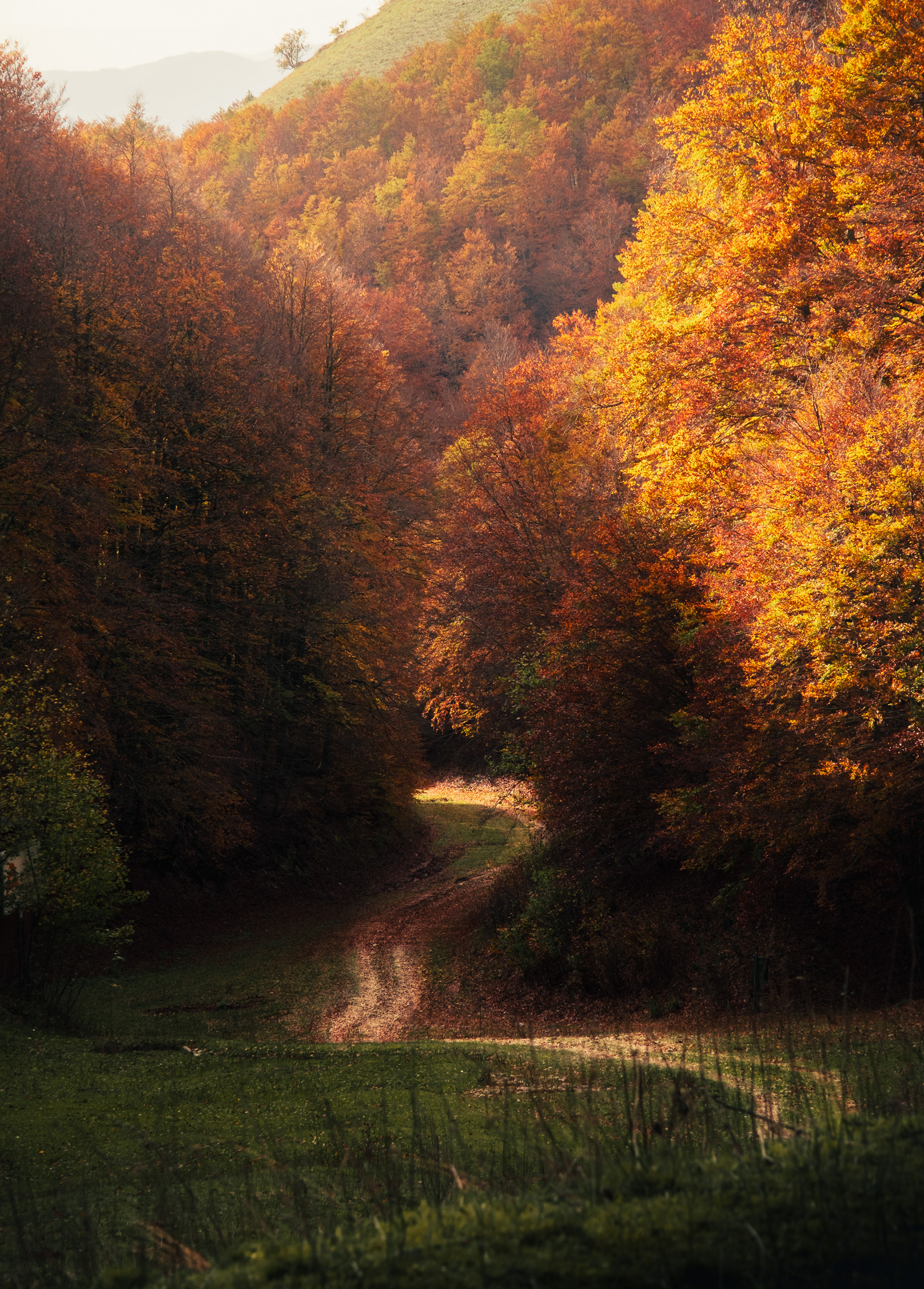 Sentiero verso la faggetta del Monte Terminillo in autunno