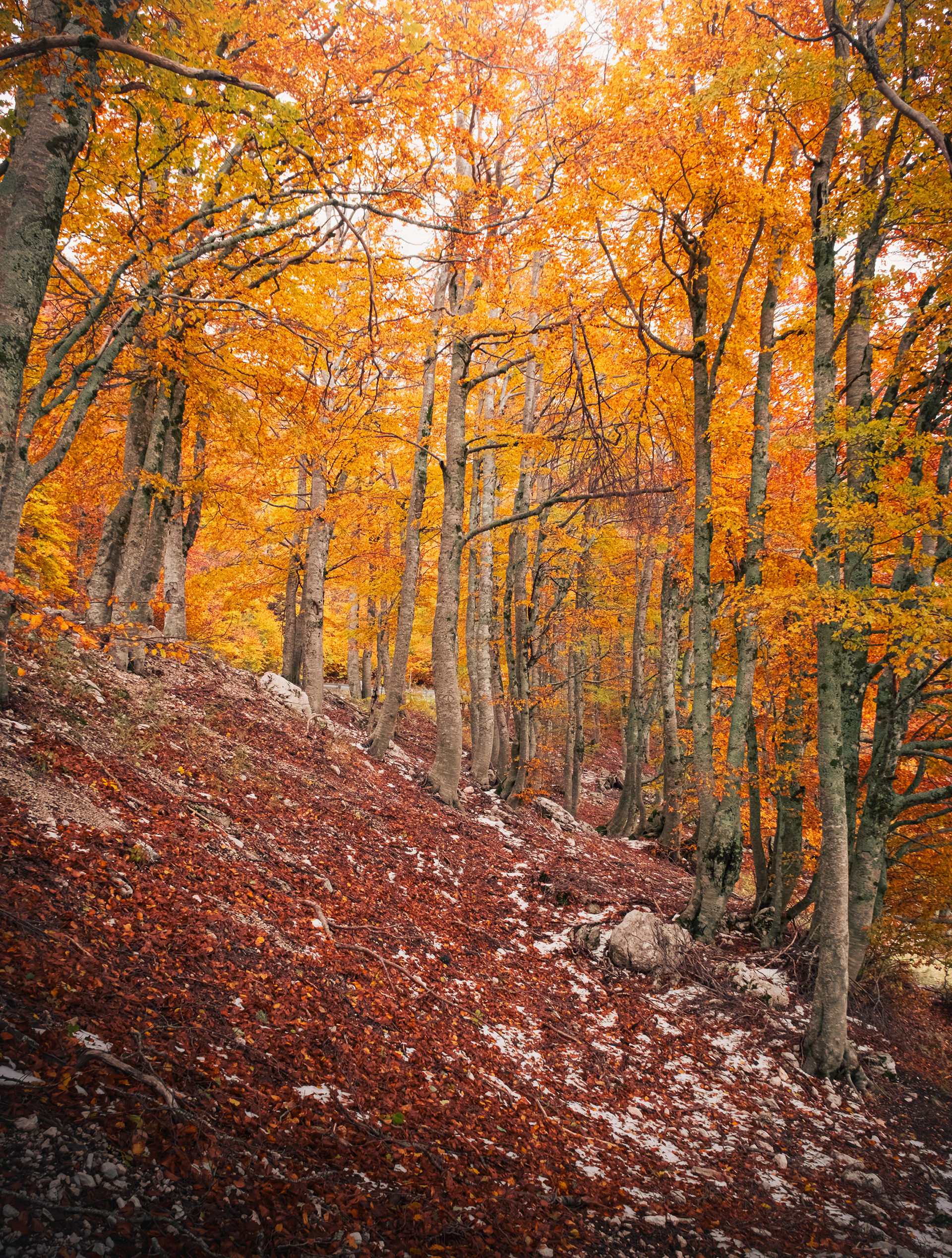 Gruppo di alberi della faggeta del Monte Terminillo in autunno