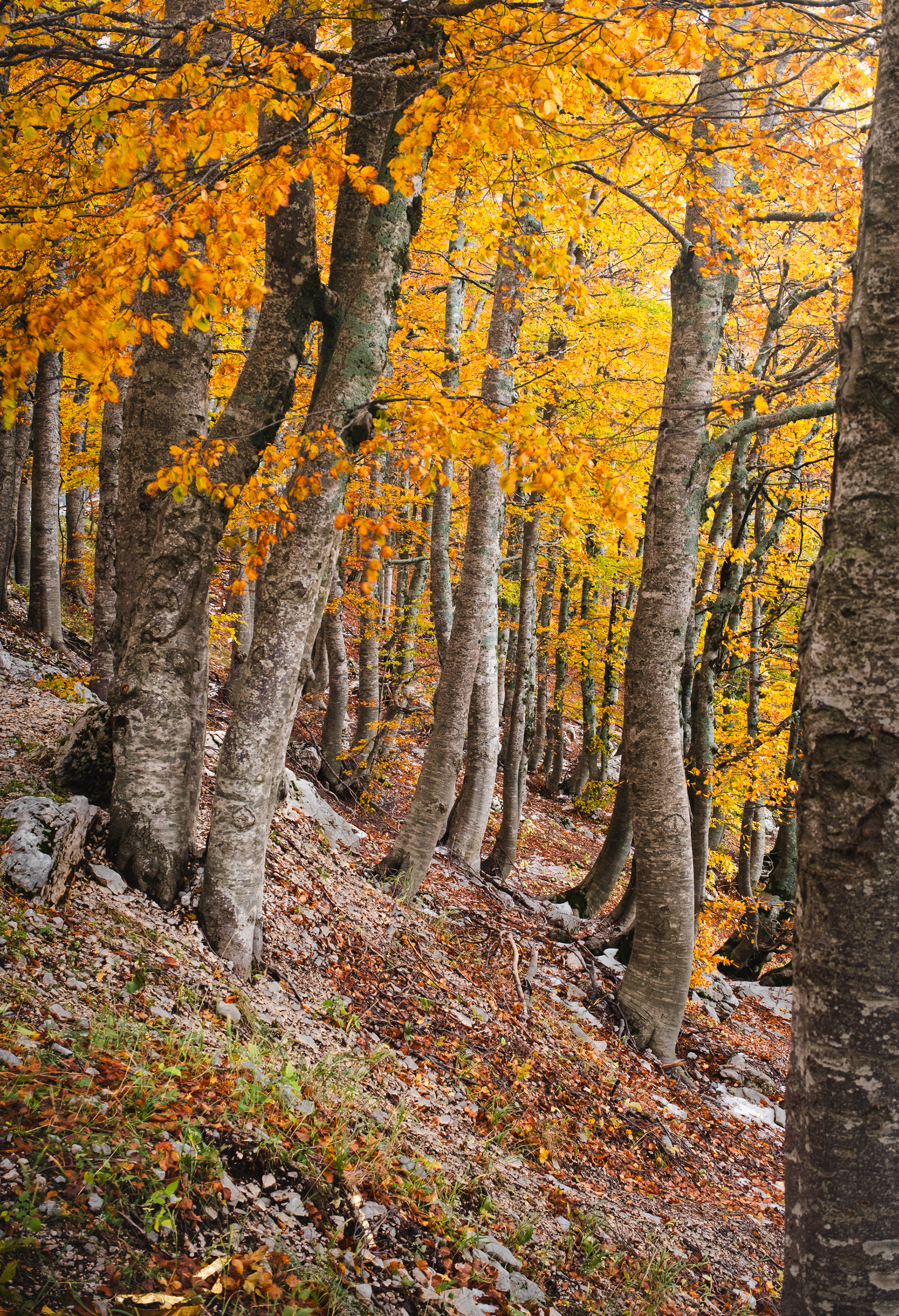 Faggeta del Monte Terminillo in autunno