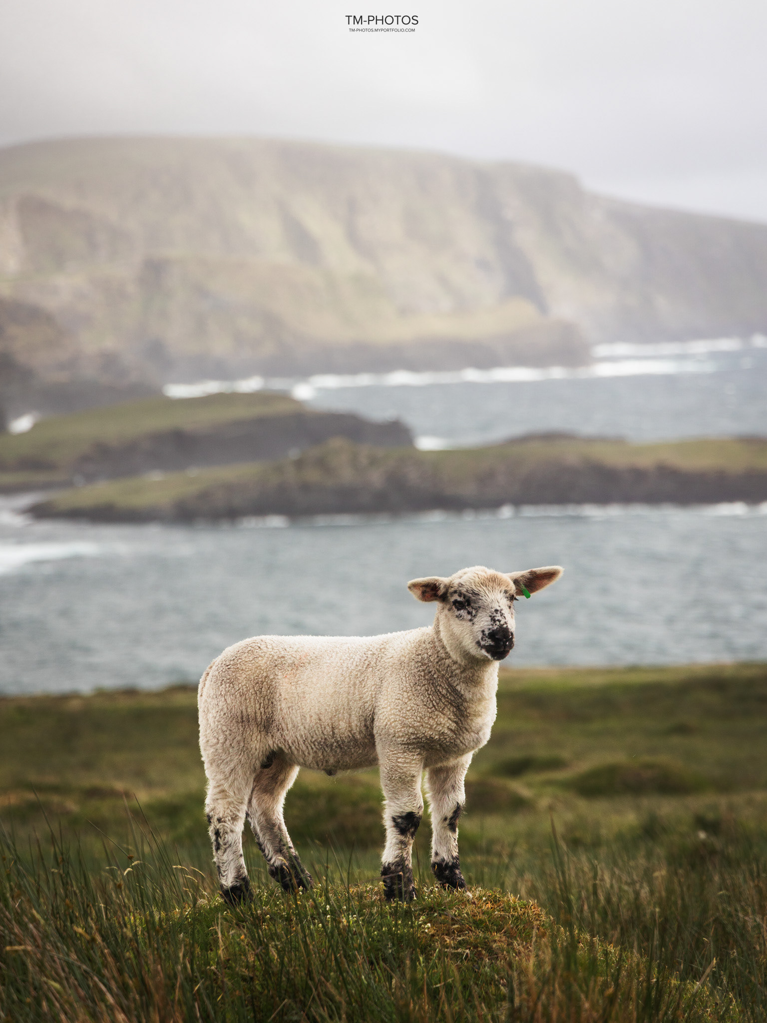 Baby Lamb