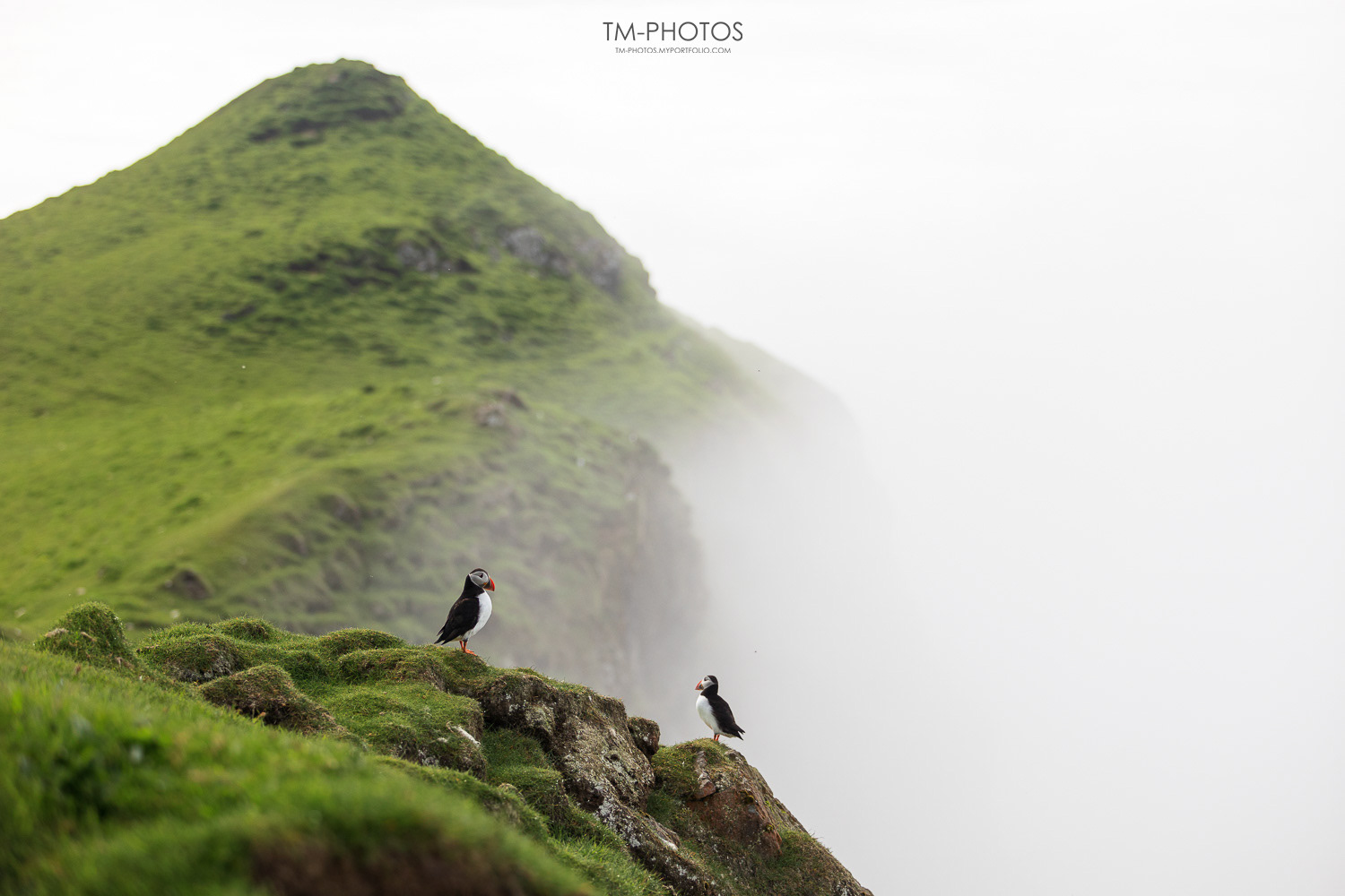 maskonur wyspy owcze puffin faroe islands