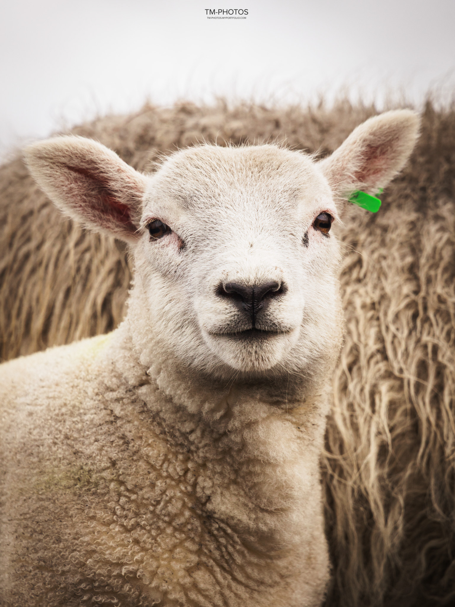 Baby Lamb