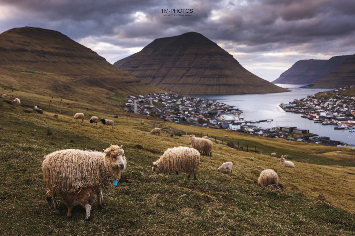 Owce nad Klaksvik, Sigma 24-70