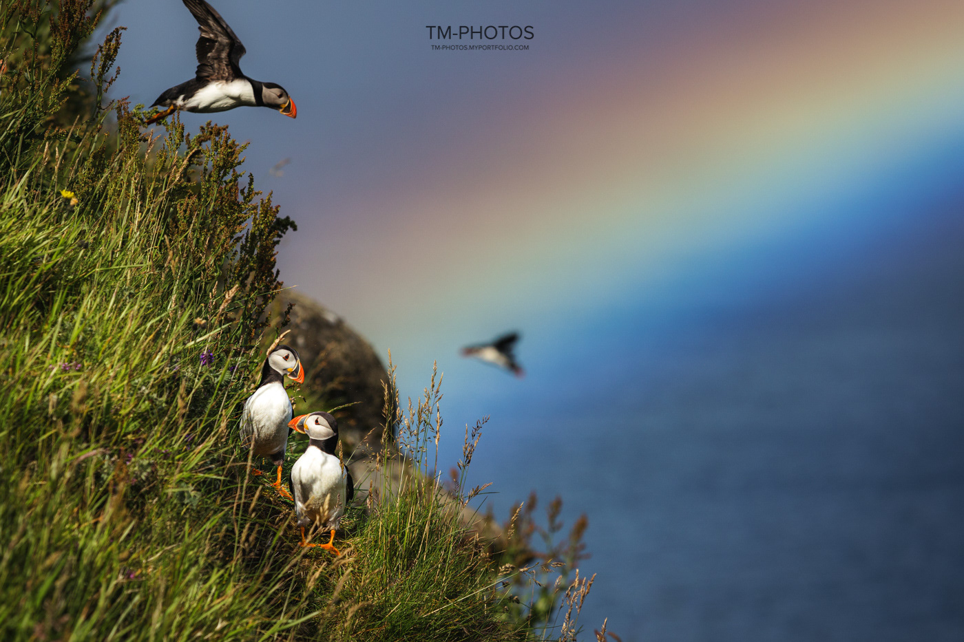 maskonury wyspy owcze puffins faroe islands